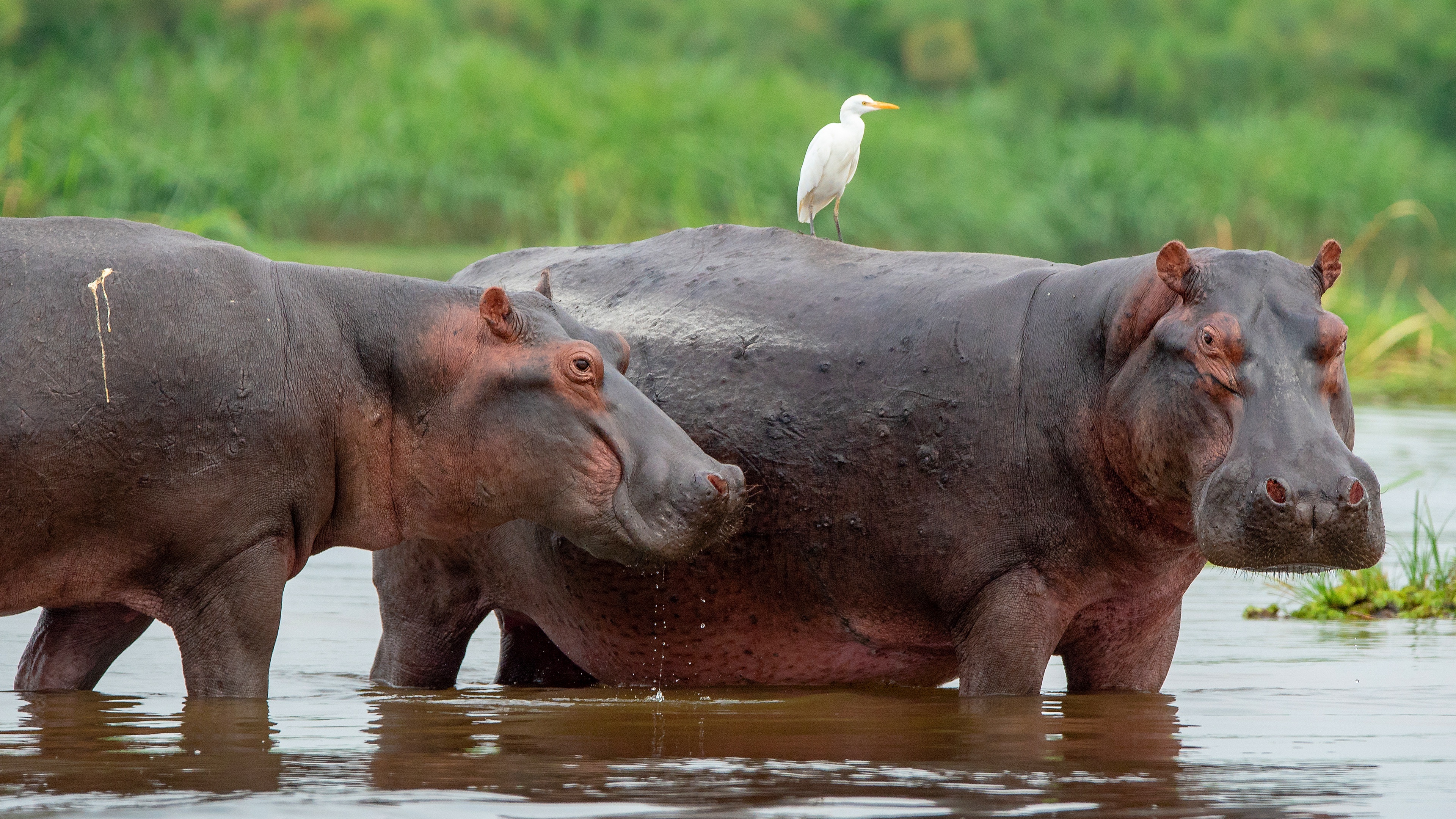 Hippopotamus, Wildlife beauty, African treasures, Nature's marvels, 3840x2160 4K Desktop