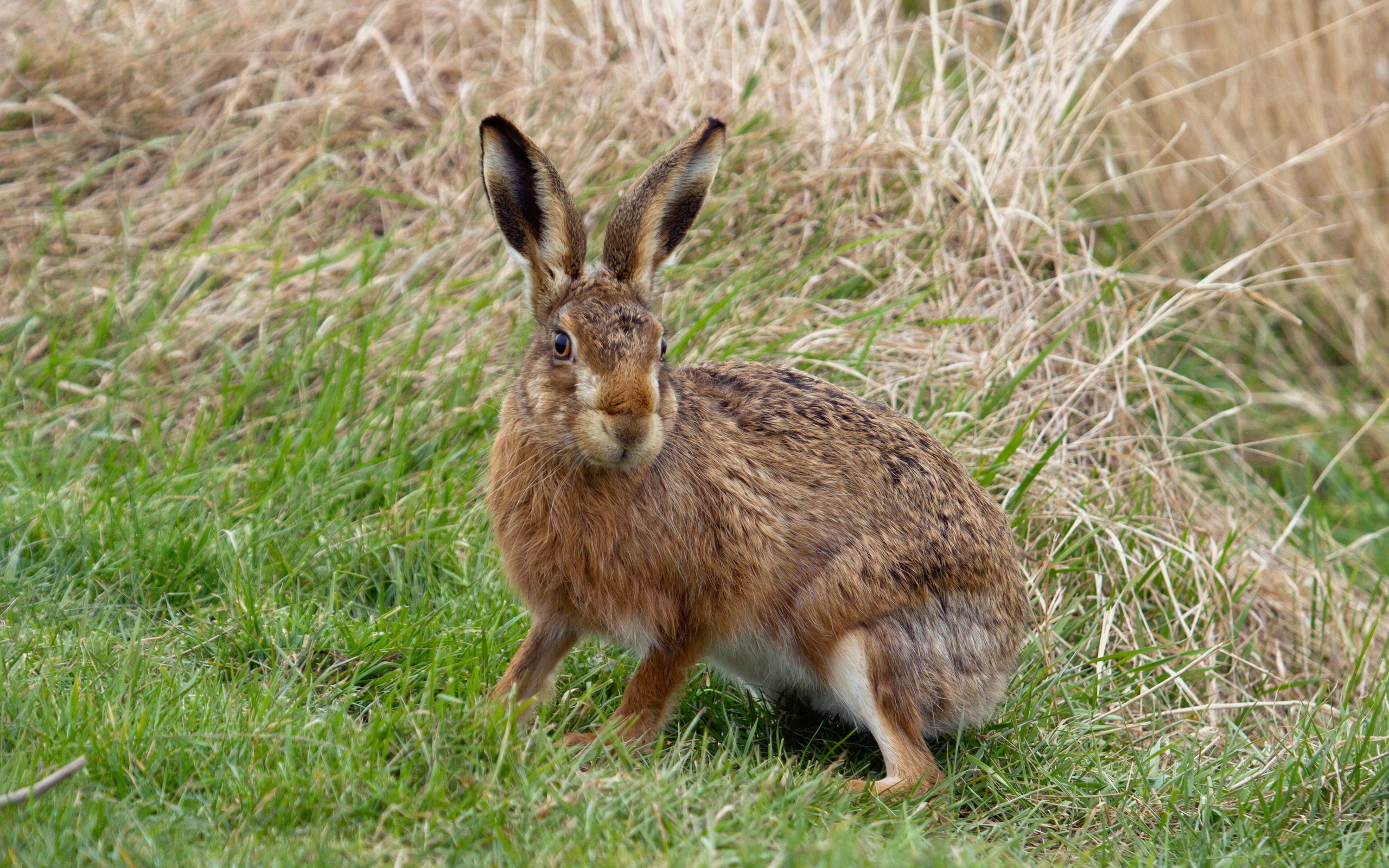 Furry hare, Animal portrait, Majestic pose, Nature's beauty, 2560x1600 HD Desktop
