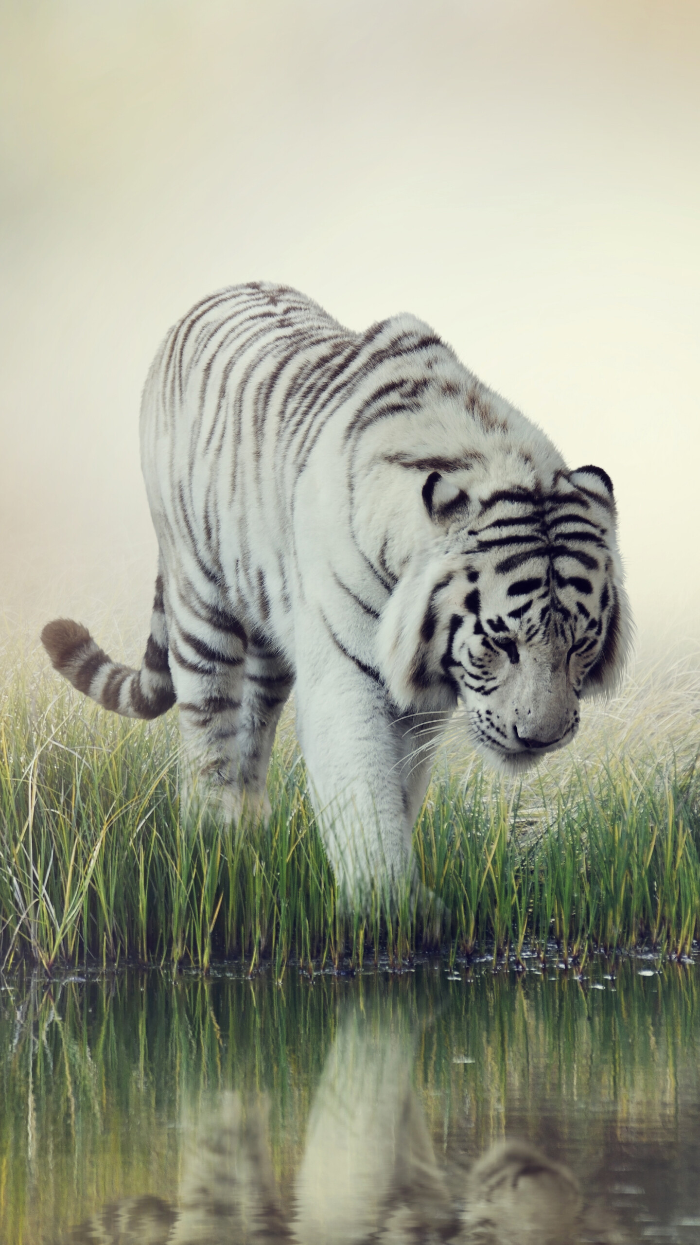 Tiger: A large predatory mammal of the cat family, indigenous to Asia. 1440x2560 HD Wallpaper.
