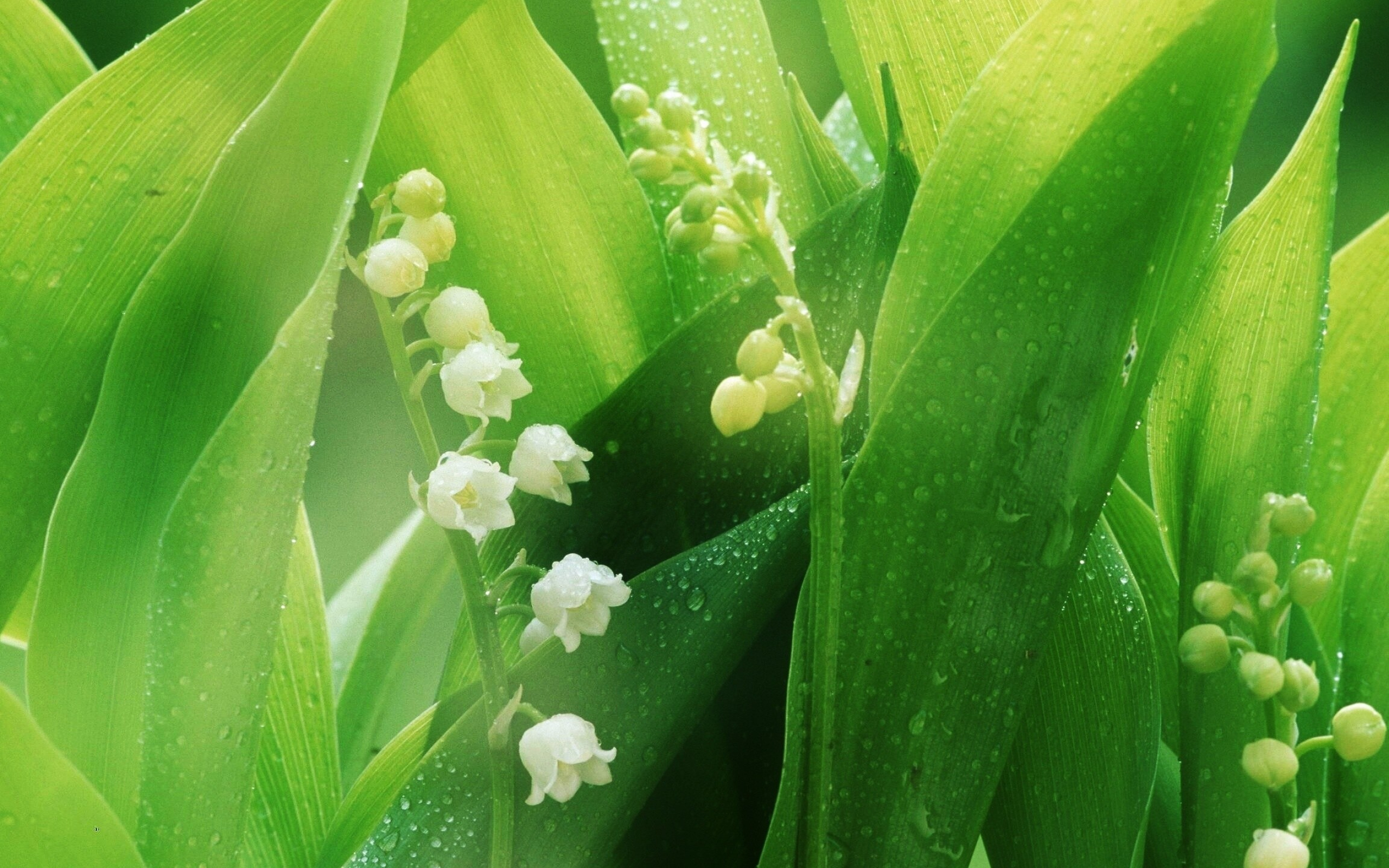 Lily of the Valley: It was featured in the bridal bouquet at the wedding of Prince William and Catherine Middleton, Flowering plant. 2560x1600 HD Wallpaper.