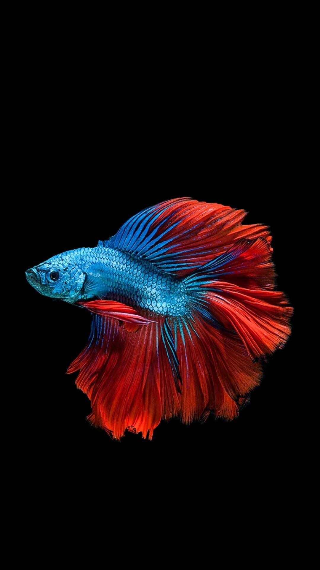 Fish: Betta, A freshwater species indigenous to Southeast Asia. 1080x1920 Full HD Wallpaper.