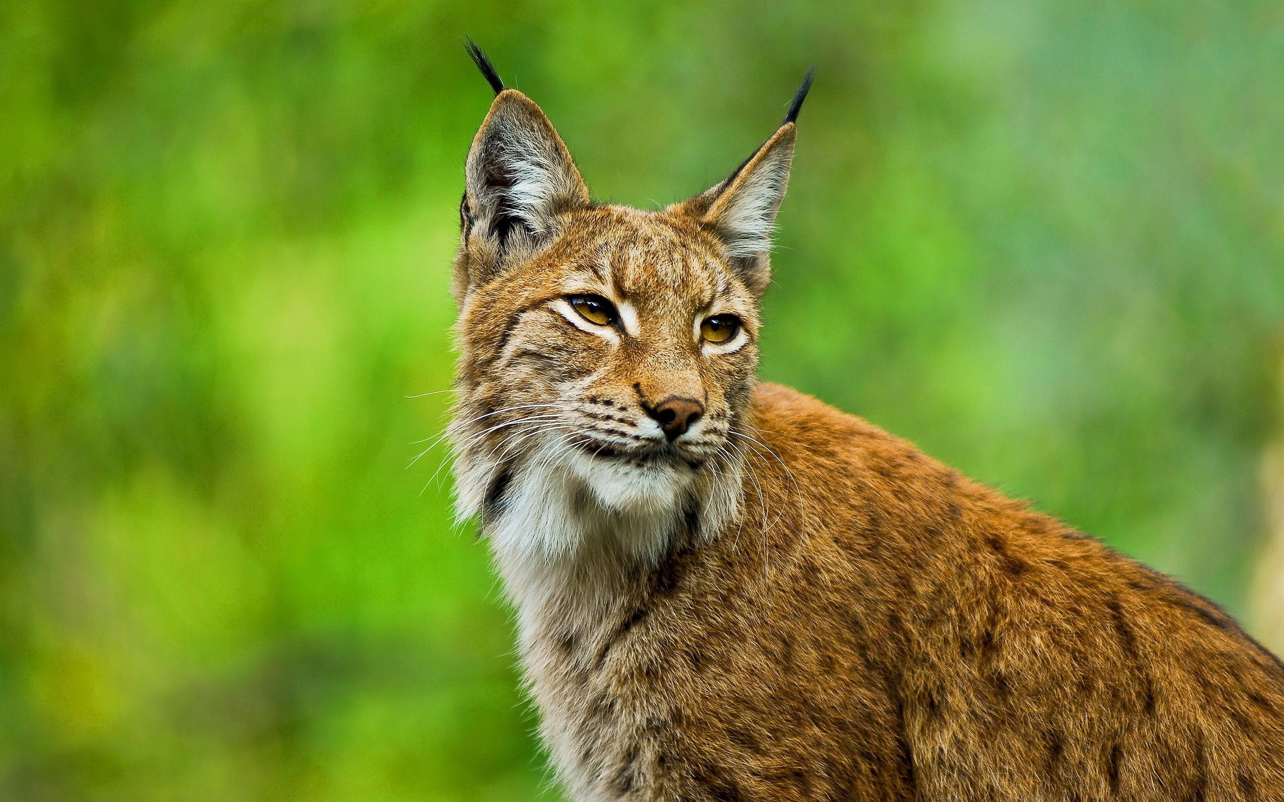 Red Lynx, Bobcat wallpapers, Animals, 2560x1600 HD Desktop