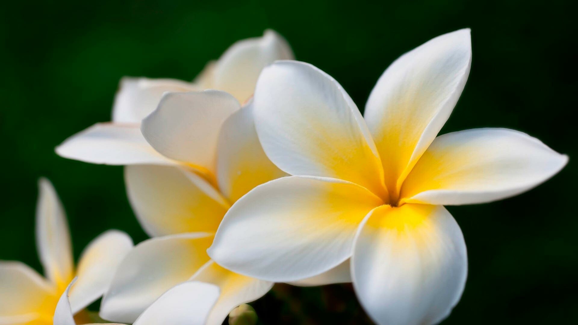 Frangipani Flower: Also known as a white plumeria, West Indian Jasmine, or nosegay, this tree has thick, gray-green, succulent branches and long, leathery green leaves. 1920x1080 Full HD Wallpaper.