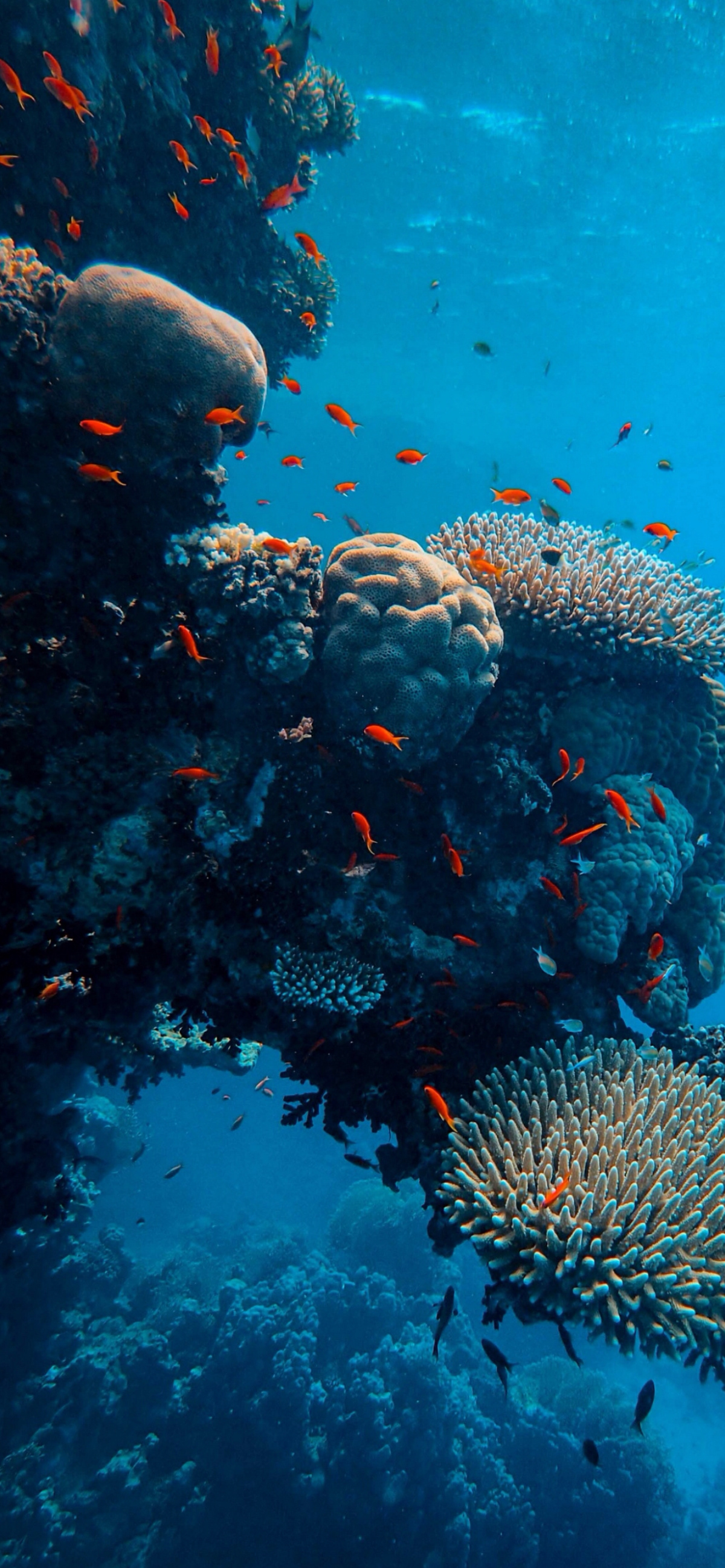 Sea Sponge: Underwater, Ocean creatures, Sessile aquatic animals. 1200x2600 HD Background.