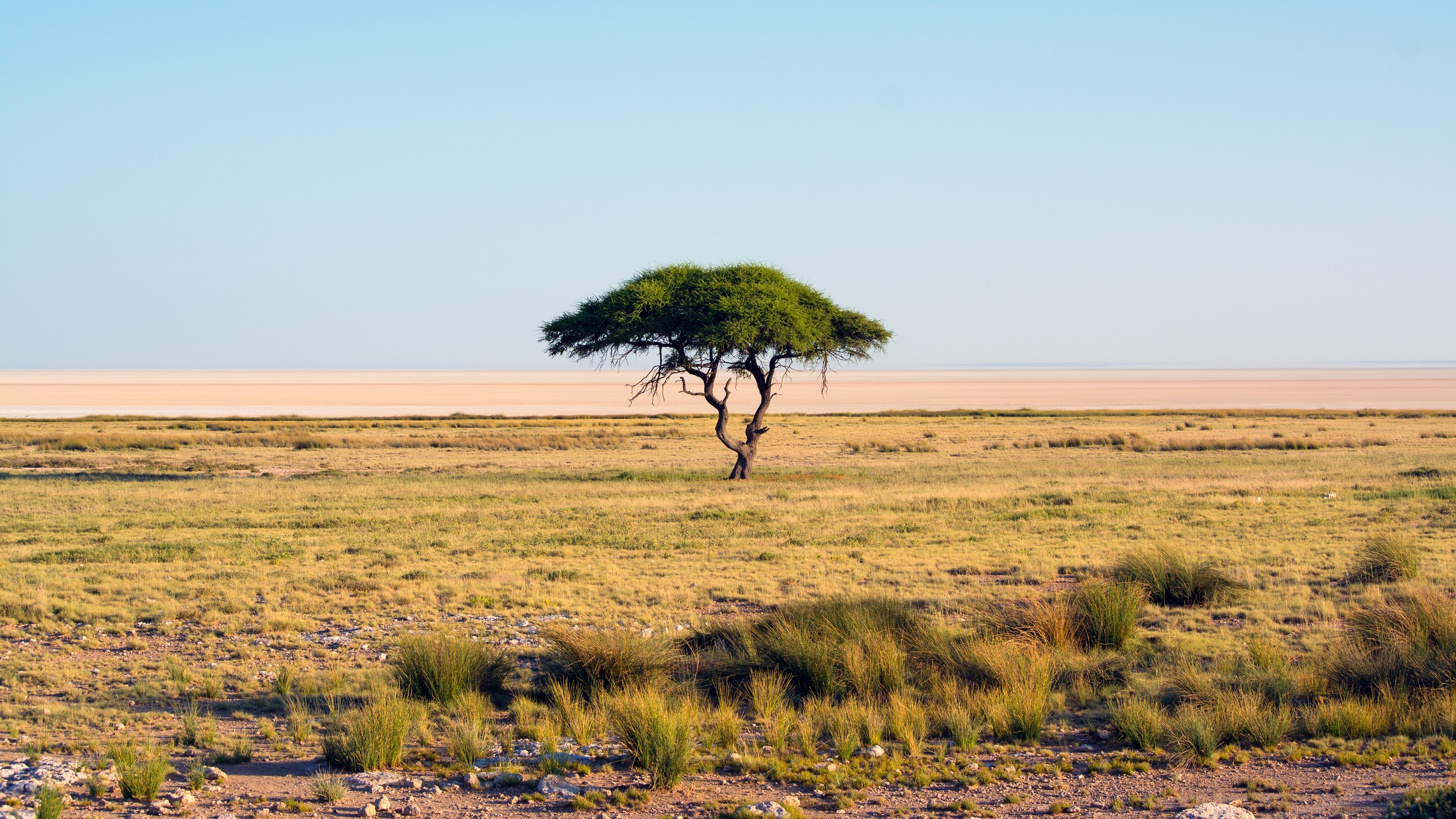 Etosha National Park, Lonely tree, Serene landscape, Nature's tranquility, 3840x2160 4K Desktop