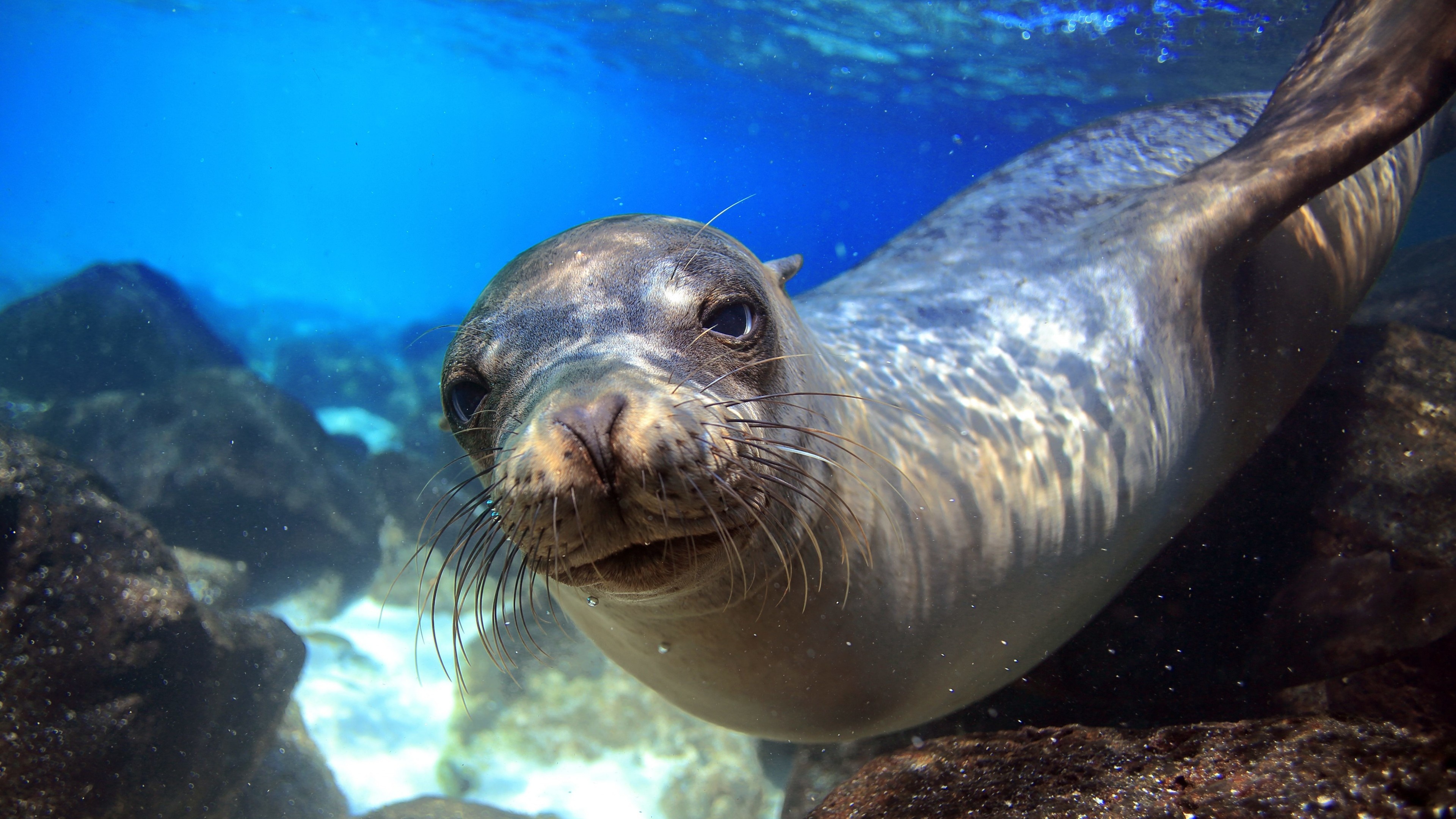 Ecuador: Sea Lion, Galapagos Islands, Underwater, Close-up, Diving, Tourism, Bottom, World's best diving sites. 3840x2160 4K Background.