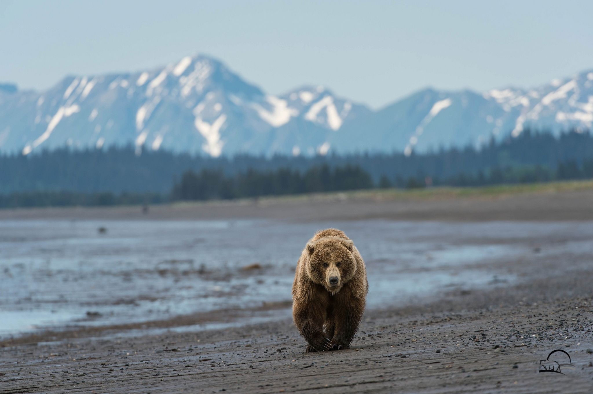 Alaska travels, Bear on the beach, Mountain scenery, HD wallpaper, 2050x1370 HD Desktop