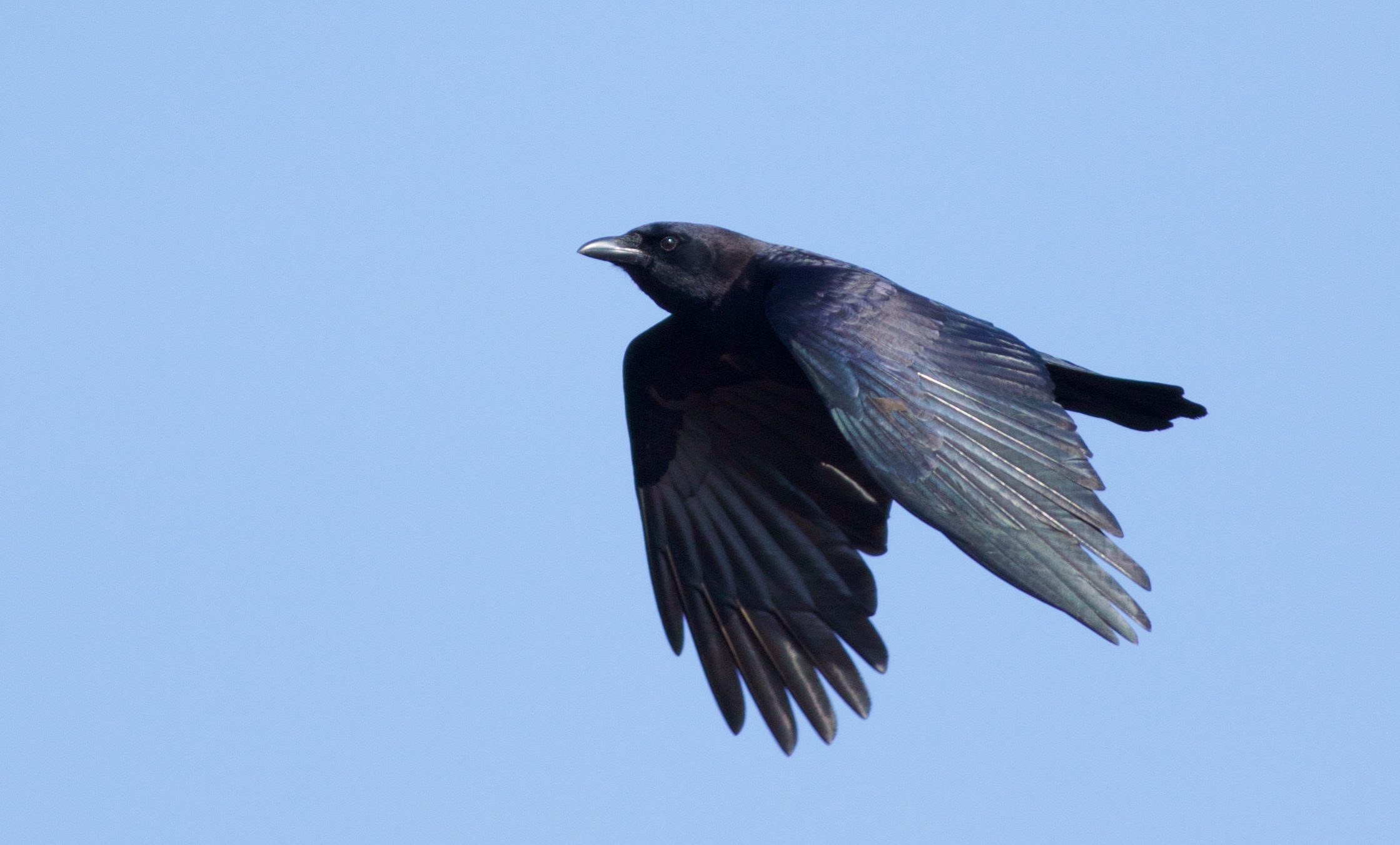American crow, Madison audubon, Bird species, 2240x1360 HD Desktop
