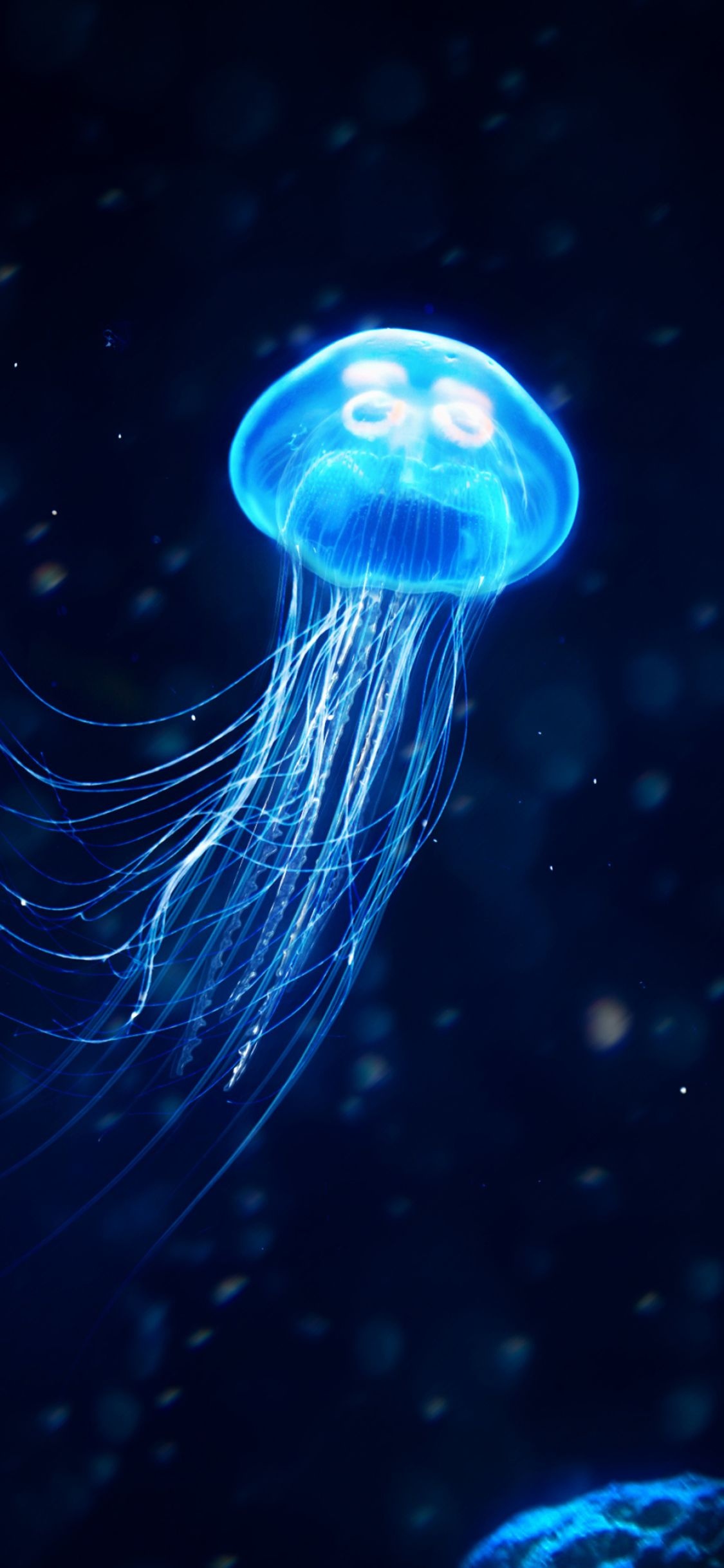 Phone wallpapers of jellyfish, Mobile marvels, Jellyfish backgrounds, Underwater elegance, 1130x2440 HD Phone