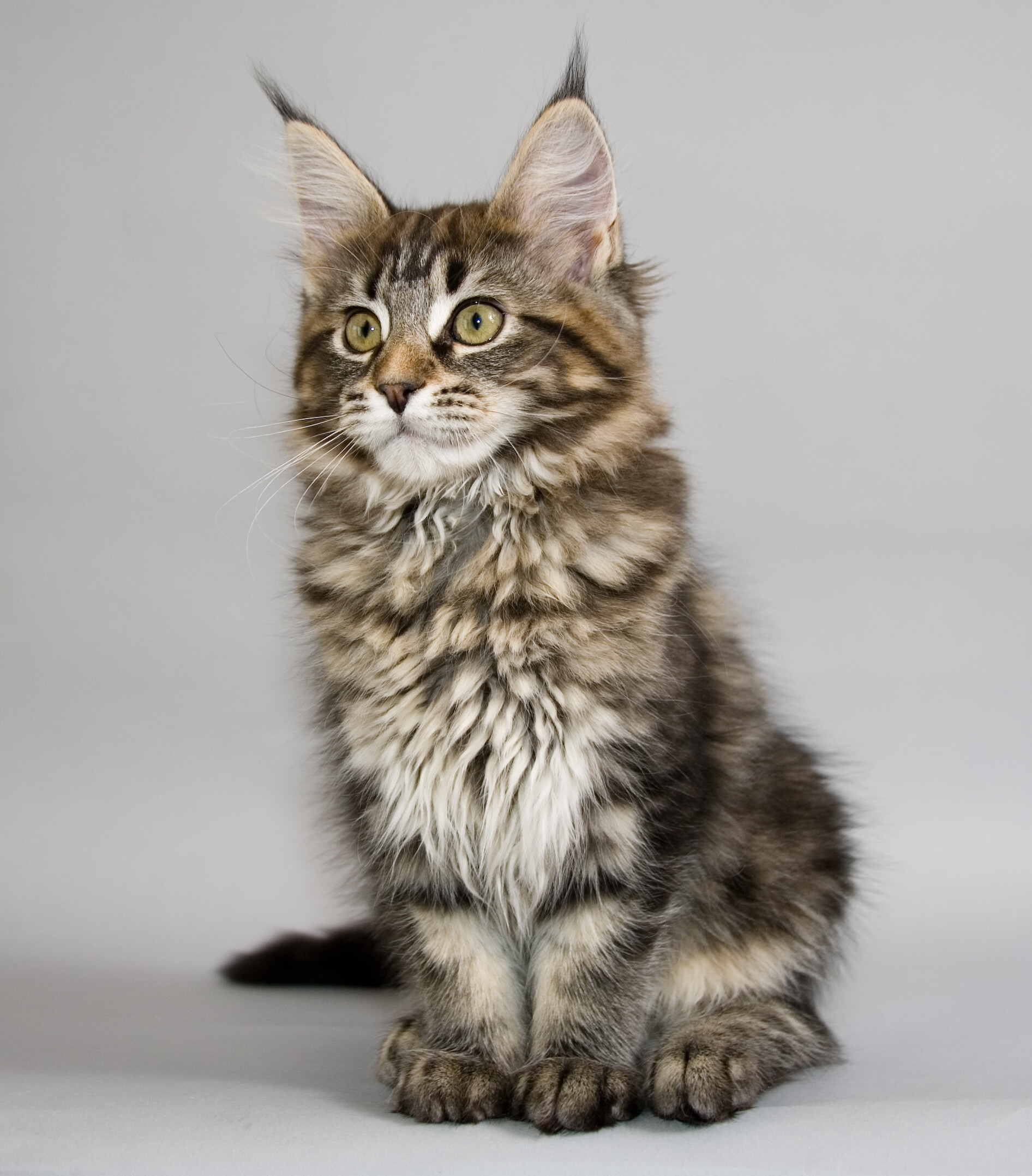 Maine Coon: One of the largest domesticated cats. 1900x2160 HD Background.