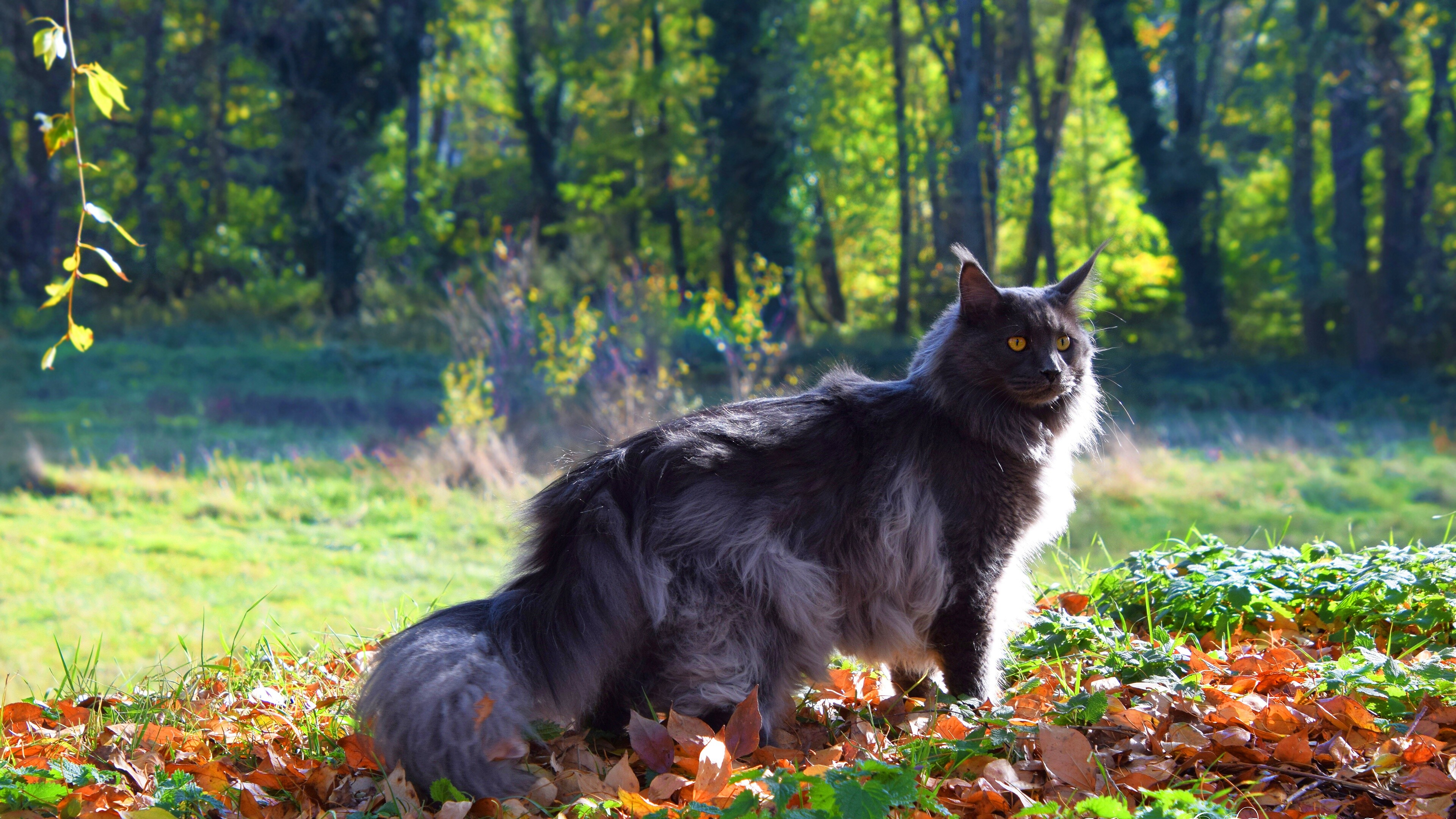 Maine Coon: It is one of the oldest natural cat breeds in North America. 3840x2160 4K Background.