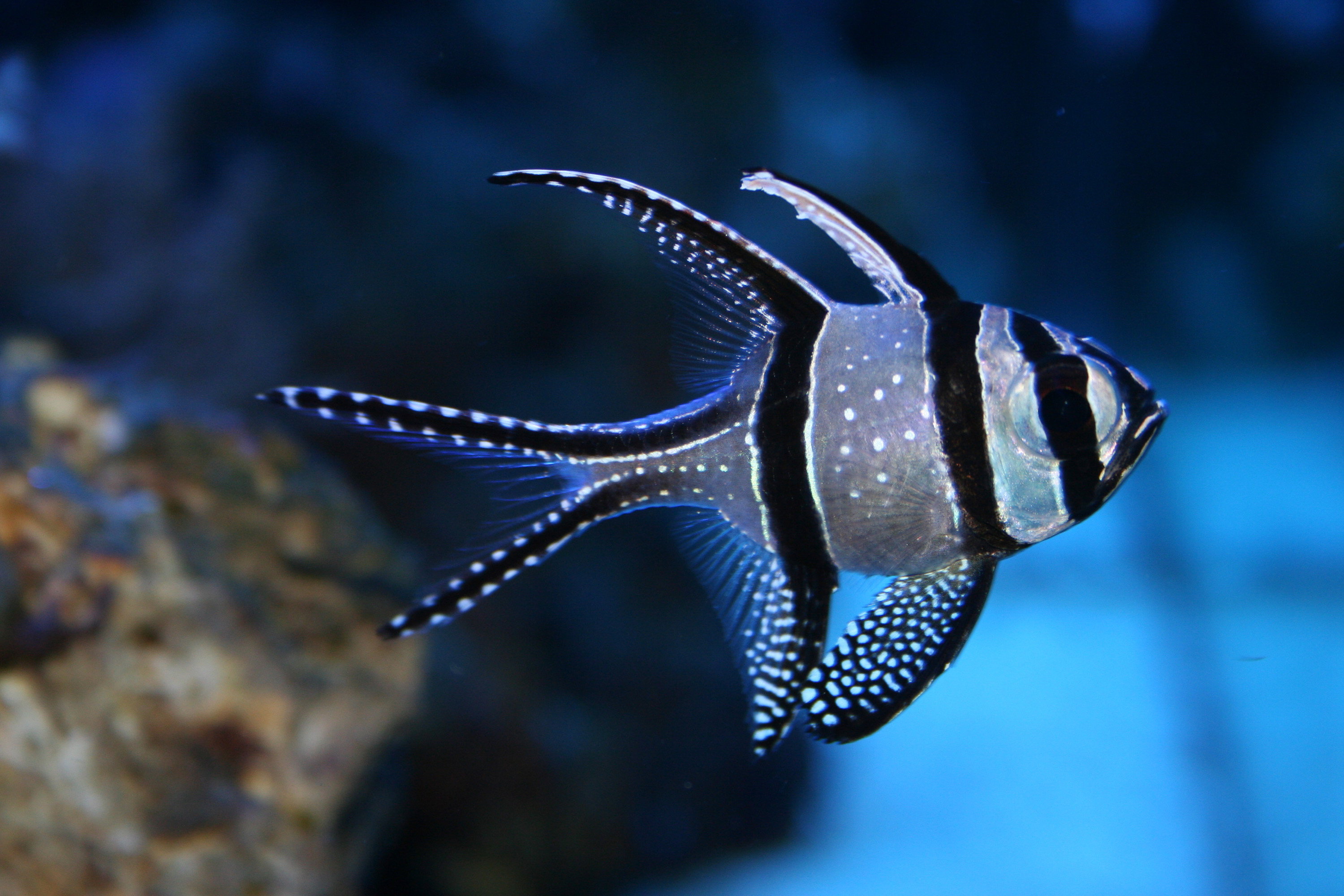 Exotic tropical fish, Vibrant underwater life, Colorful marine creatures, Tropical fish beauty, 3000x2000 HD Desktop