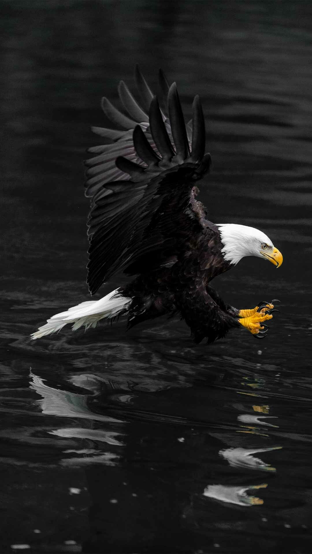 Eagle: Eagles are often found on state flags because they represent courage and freedom and have immense strength and skill. 1080x1920 Full HD Background.