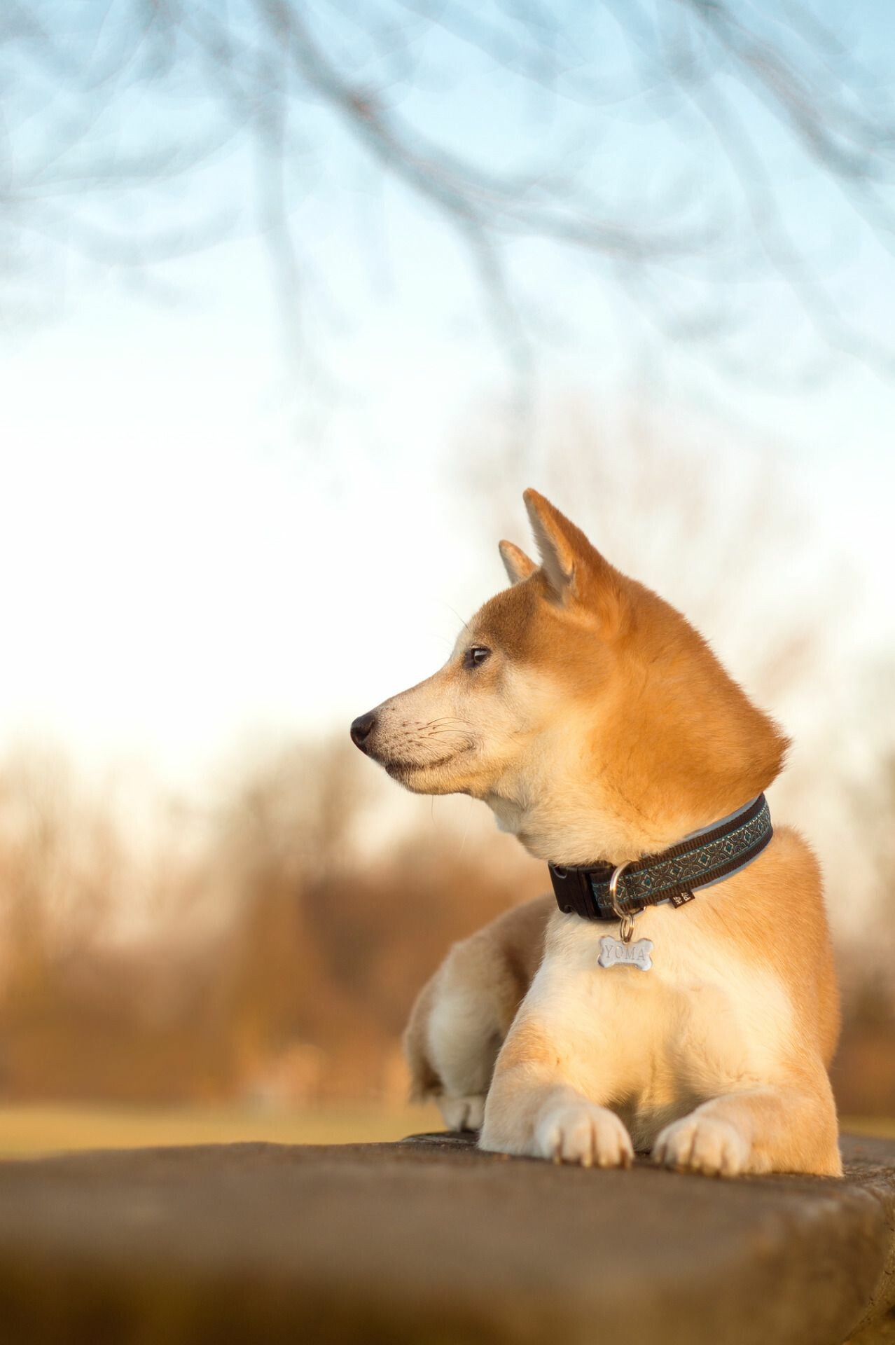 Shiba Inu: Japanese dog, The first recorded litter was born in the United States in 1979. 1280x1920 HD Background.