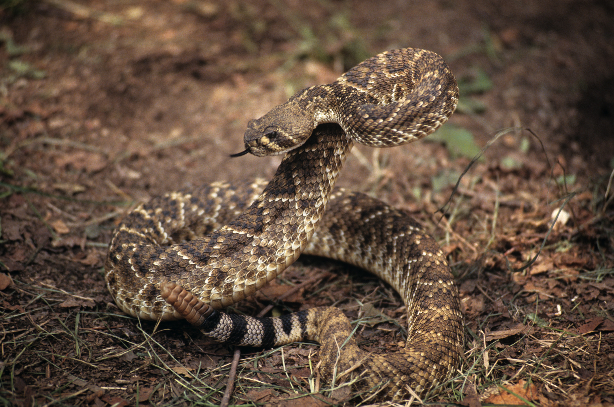 Deadly snake encounter, Hiking in Arkansas, Close brush with danger, Wild encounter, 2500x1660 HD Desktop