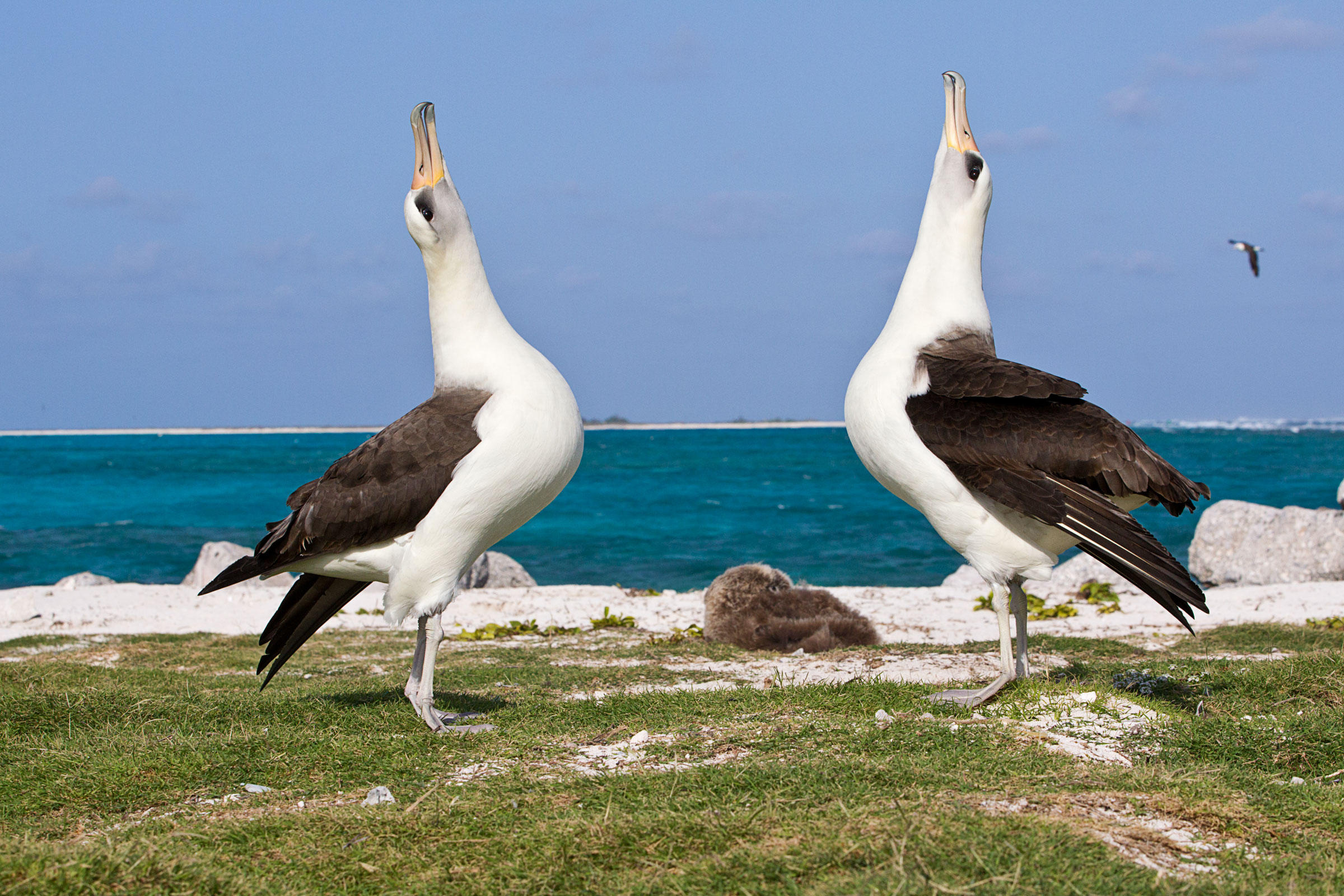 Laysan albatross in flight, Bird's eye view, Unrestricted freedom, Soaring high, 2400x1600 HD Desktop