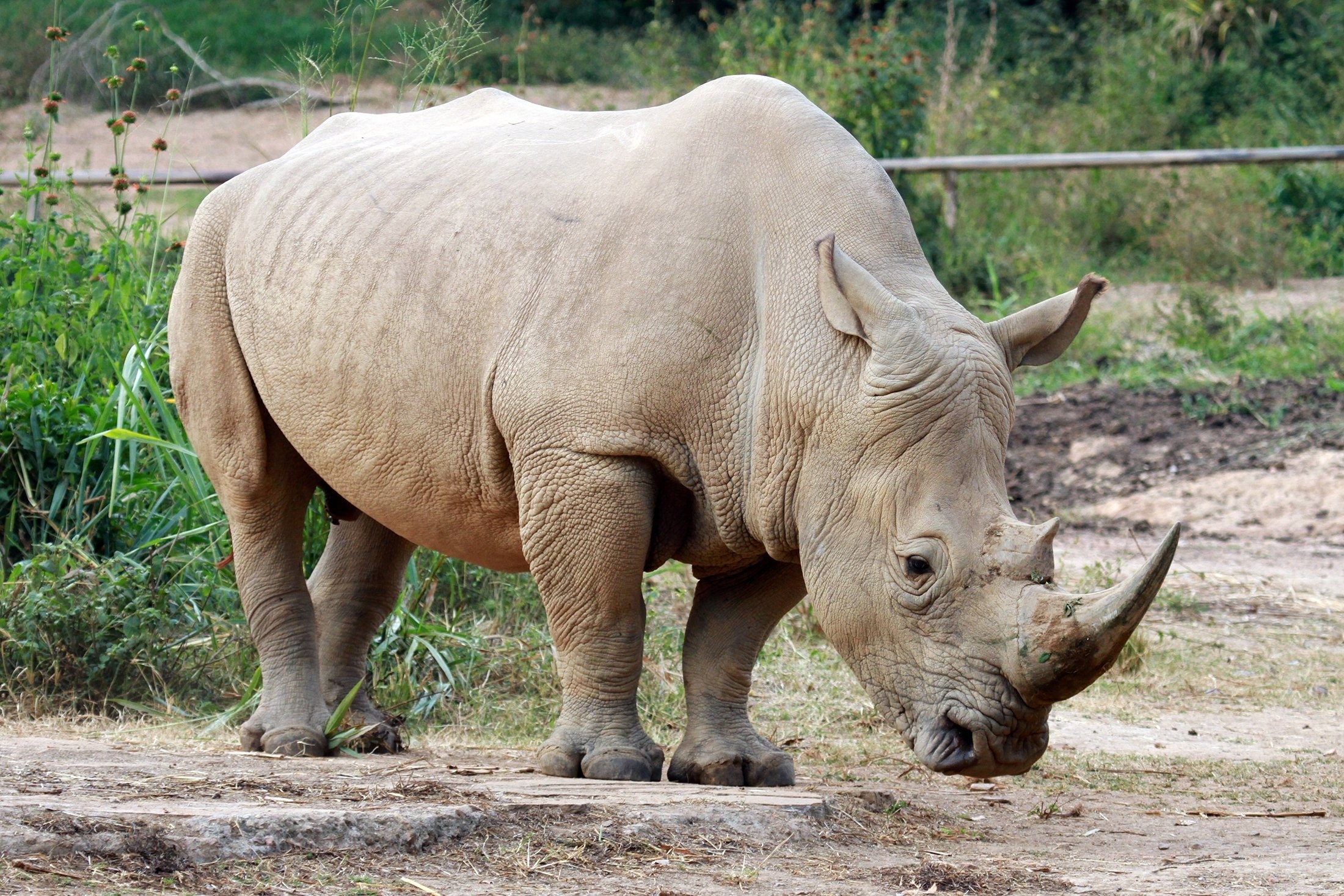 Rhino facts, Diverse species, Unique diet, Classification insights, 2200x1470 HD Desktop