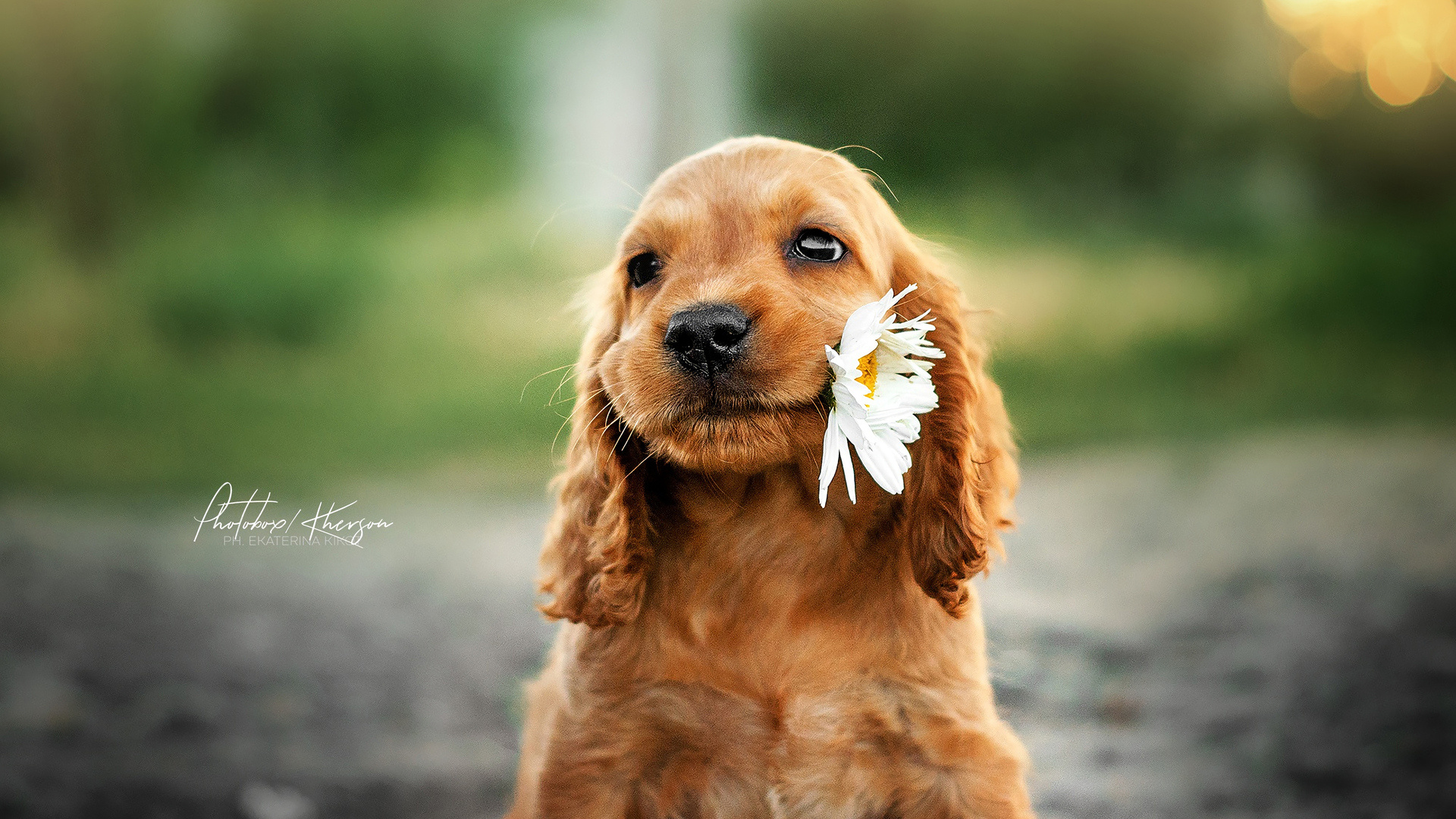 Aidi dog, Dog with flower, Full HD, 1080p, 1920x1080 Full HD Desktop