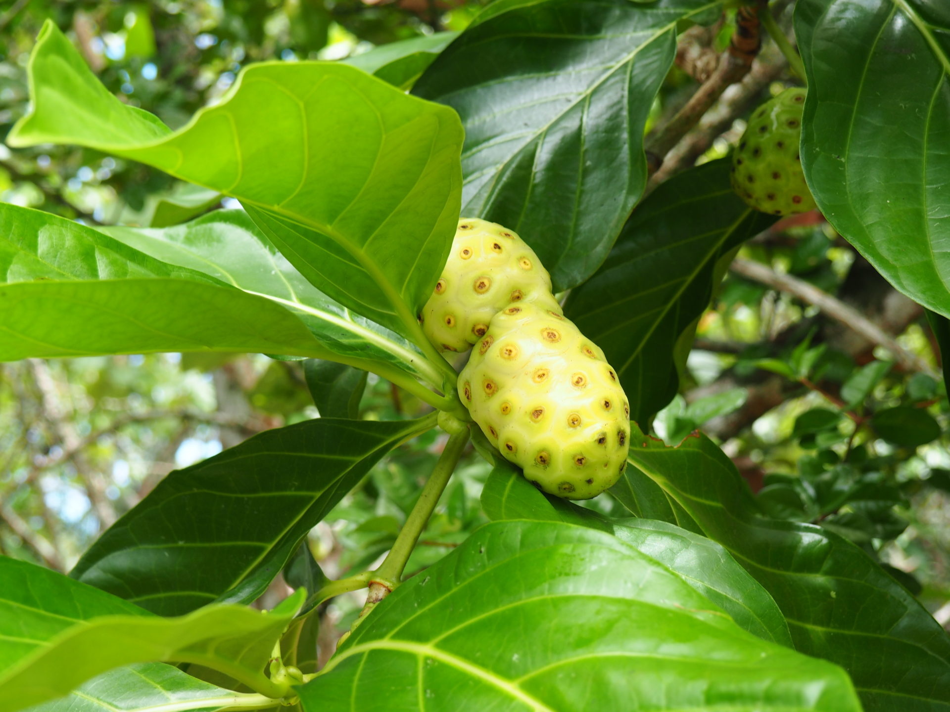 Noni Fruit, Tropical growth, Costa Rican journey, Tiny travelogue, 1920x1440 HD Desktop