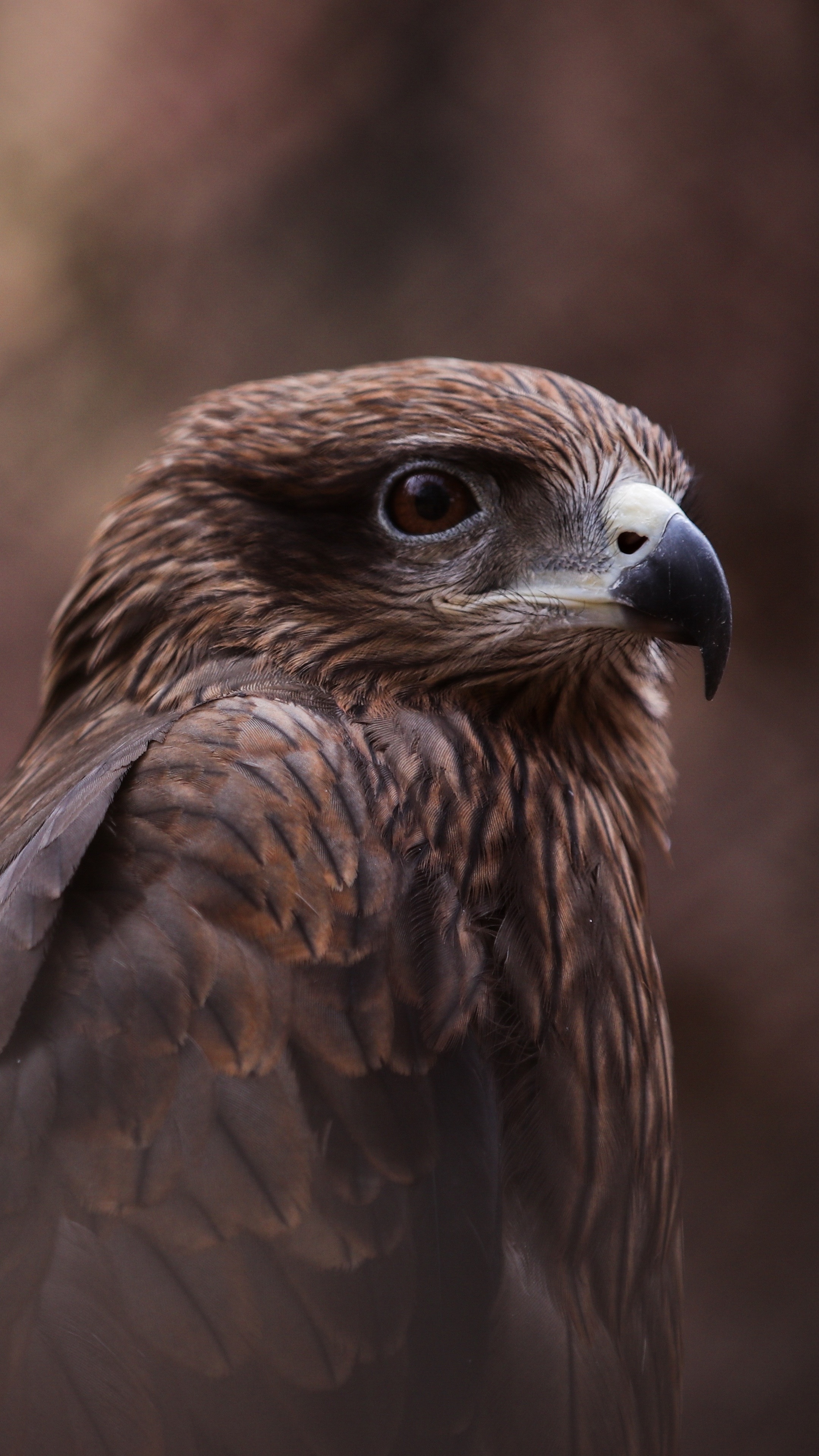Bird of prey, Hawk wallpaper, 5K Xperia image, 2160x3840 4K Phone