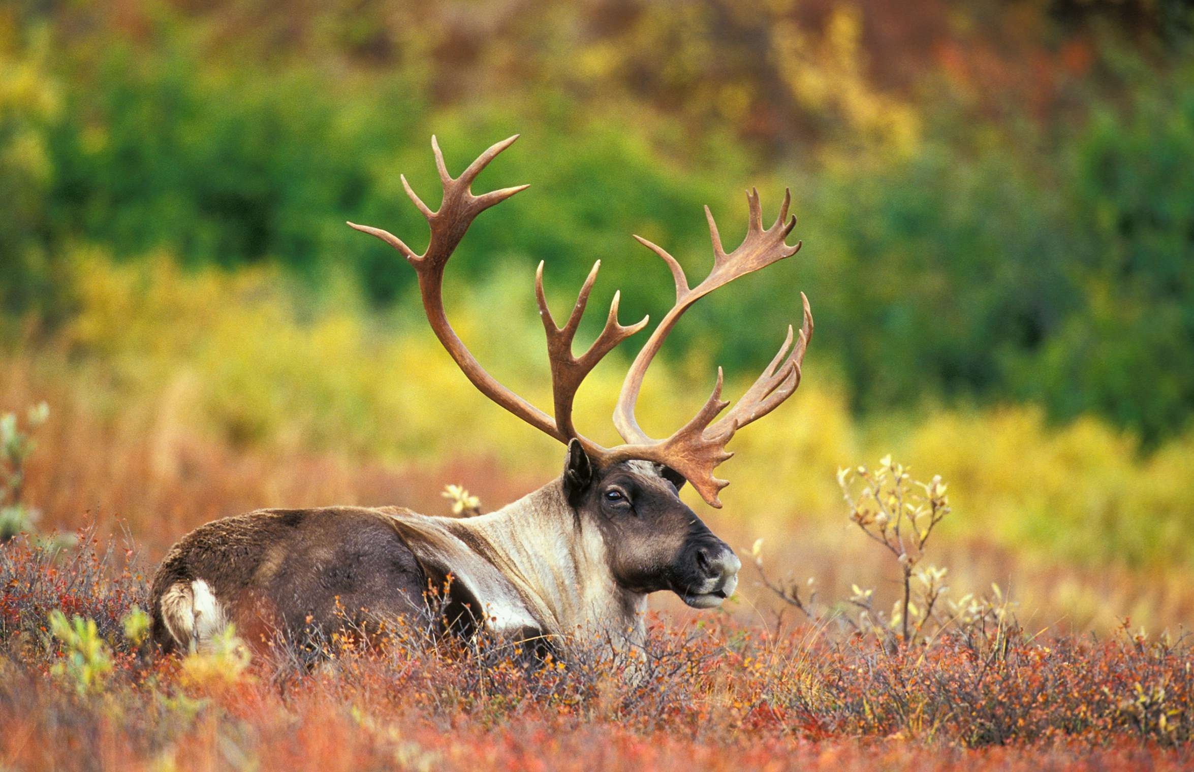 Boreal caribou, Ontario nature, Wildlife preservation, Ecosystem conservation, 2350x1520 HD Desktop