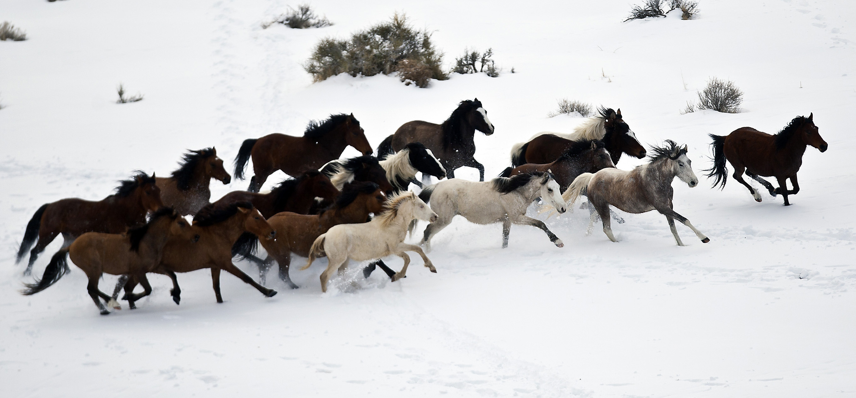 Horses in the Snow, Bureau of Land Management, Horse roundups, Life in Utah, 2880x1350 Dual Screen Desktop