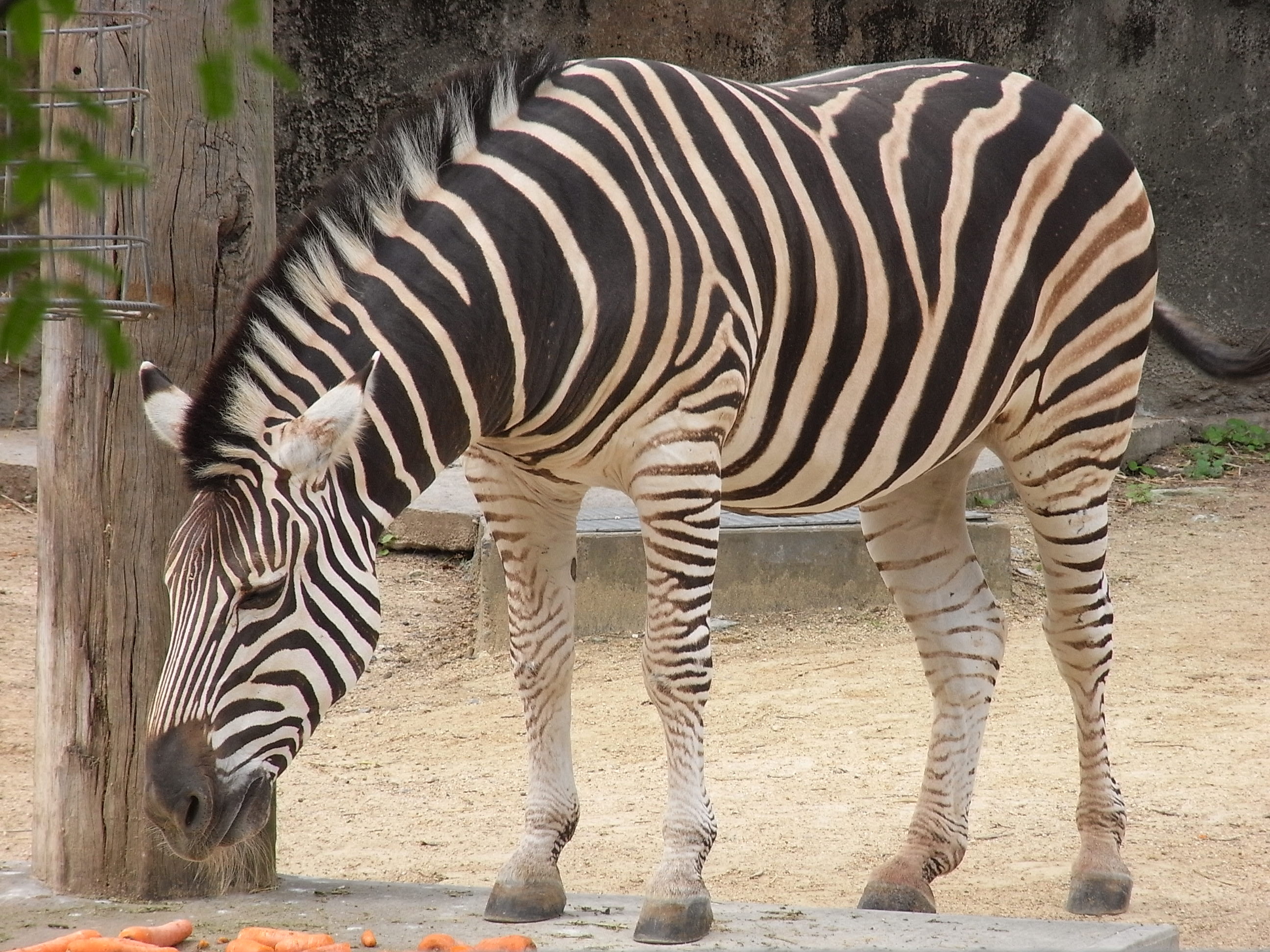 Free photo of zebra animals, Black equine beauty, High-resolution images, Captivating zebra visuals, 2600x1950 HD Desktop