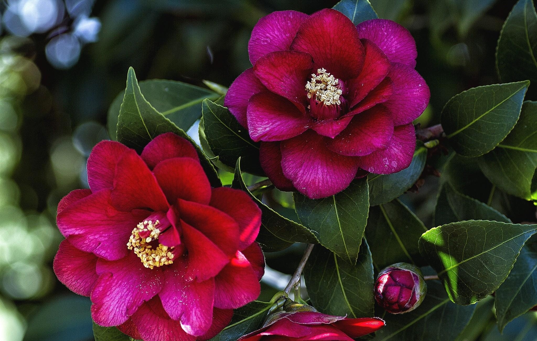 Camellia leaves, Flower branches, Bud wallpapers, Floral mastery, 2050x1300 HD Desktop
