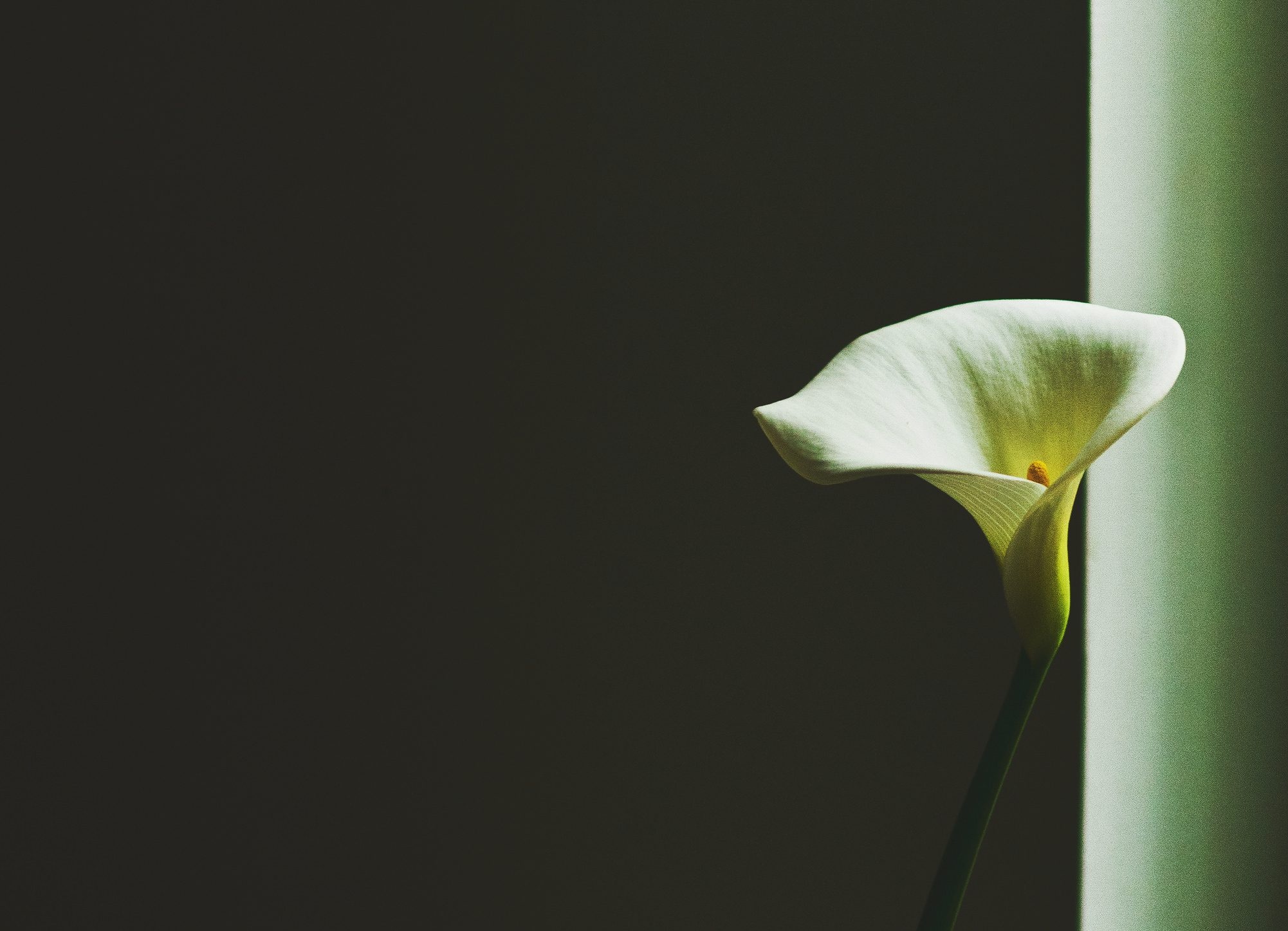 Calla Lily: Petioles are long, spongy, and sheathed at the bases. 2010x1450 HD Wallpaper.