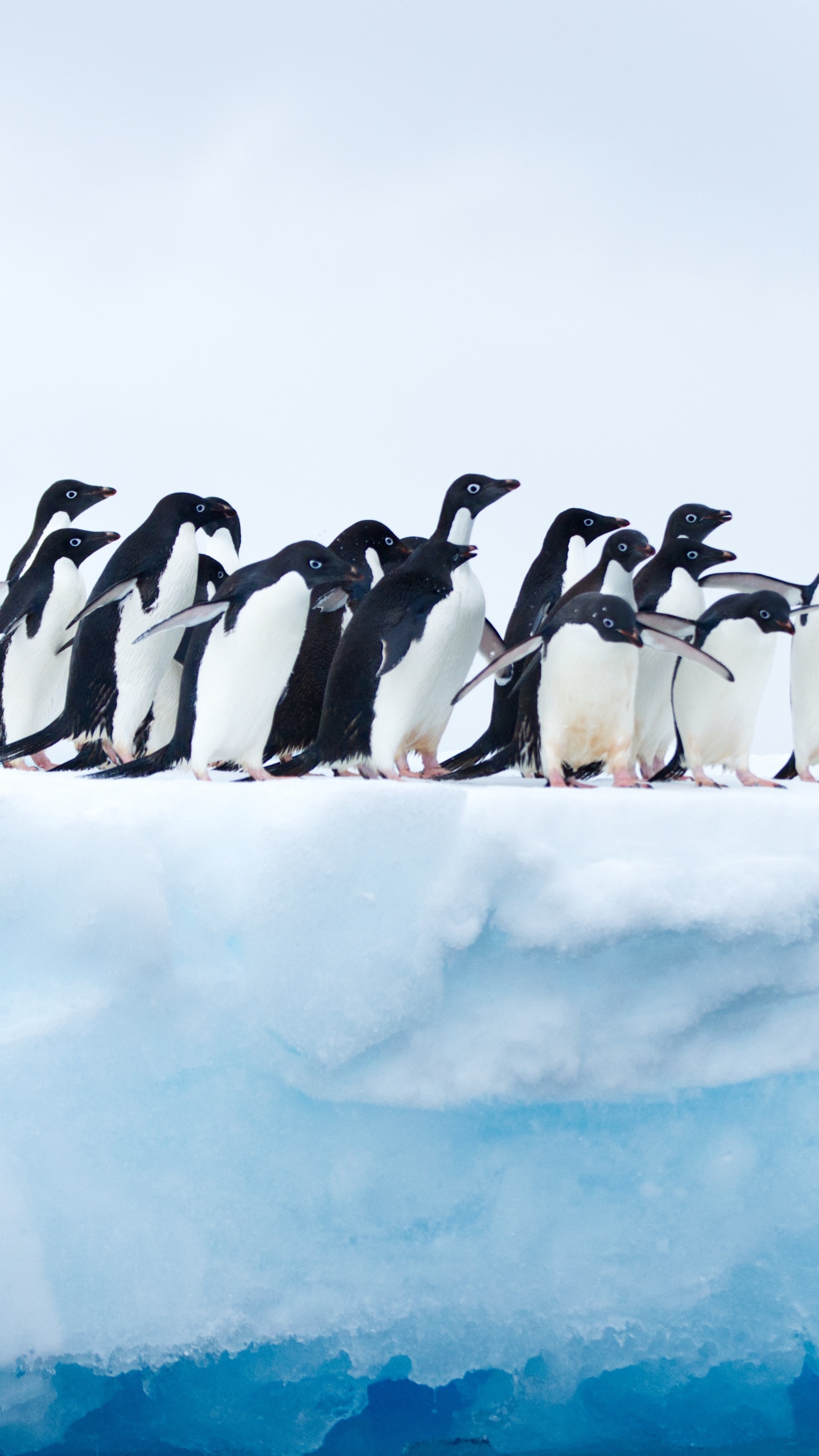 Antarctica Travels, Playful penguins, Sony Xperia wallpapers, Arctic adventure, 2160x3840 4K Phone