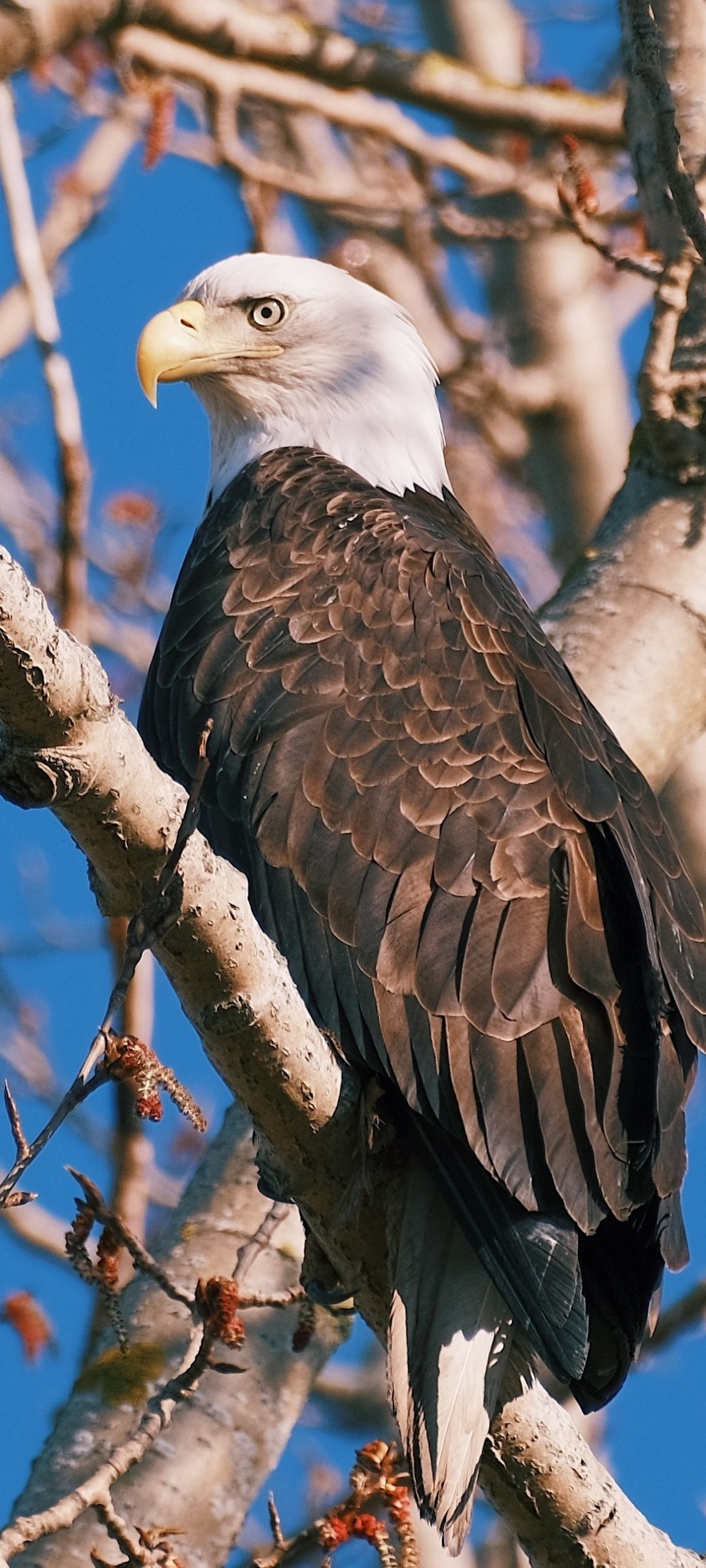 Animal bald eagle, Majestic bird, Wildlife, Powerful predator, 1080x2400 HD Phone