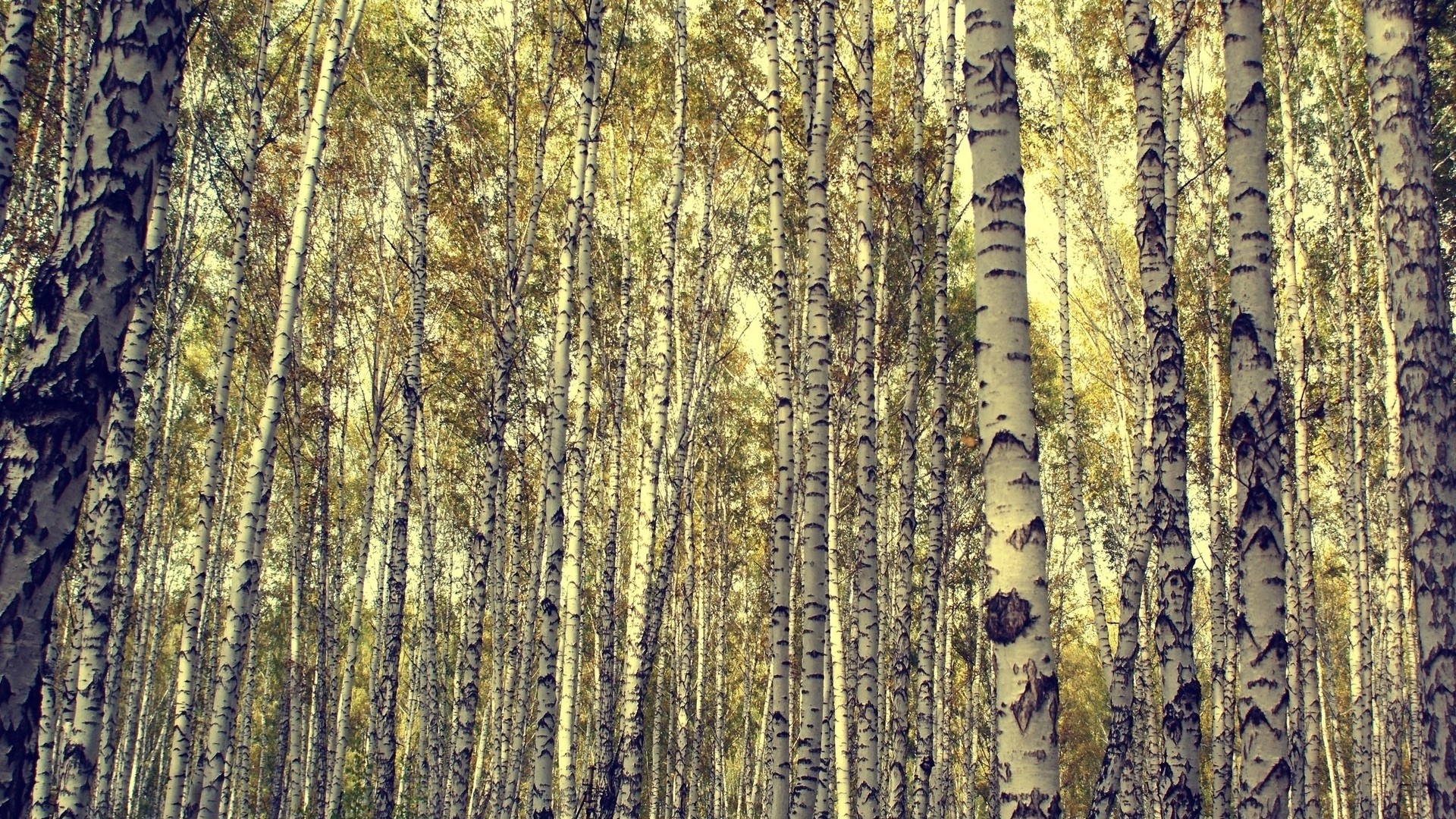 Birch trees, Stunning wallpapers, Birch tree magic, Nature's elegance, 1920x1080 Full HD Desktop