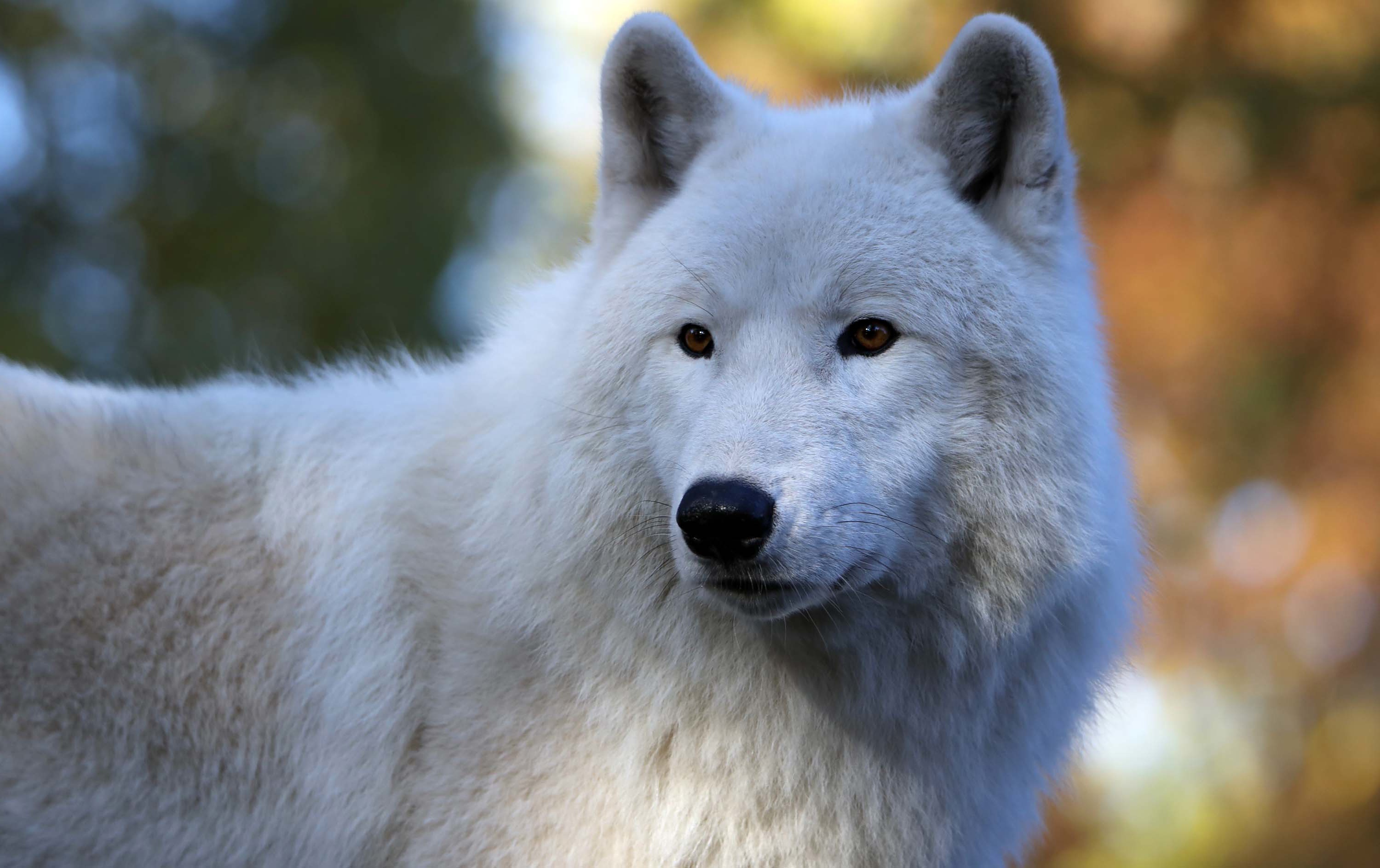 Captivating arctic wolf, Frosty allure, Arctic bliss, Nature's masterpiece, 3000x1890 HD Desktop