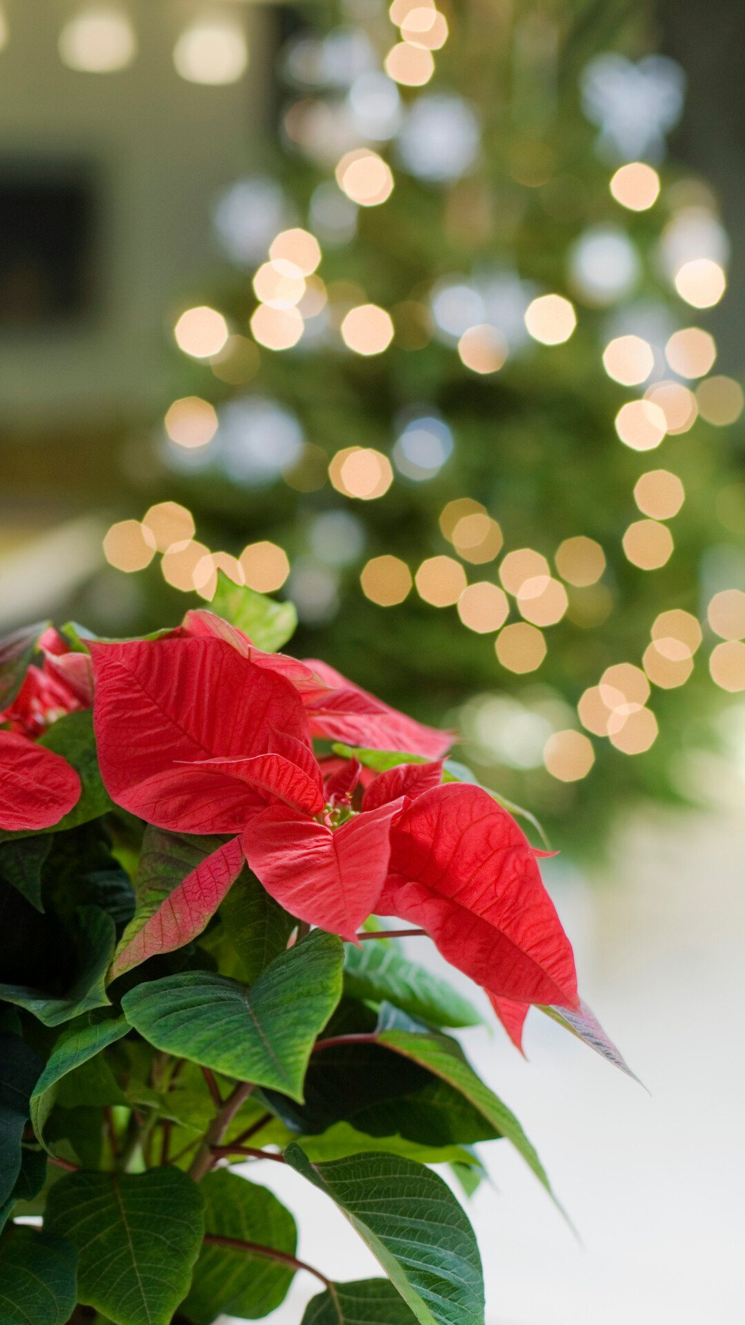 Poinsettia: Healthy poinsettias have dark green leaves below the bracts and foliage all the way to the base. 1080x1920 Full HD Background.
