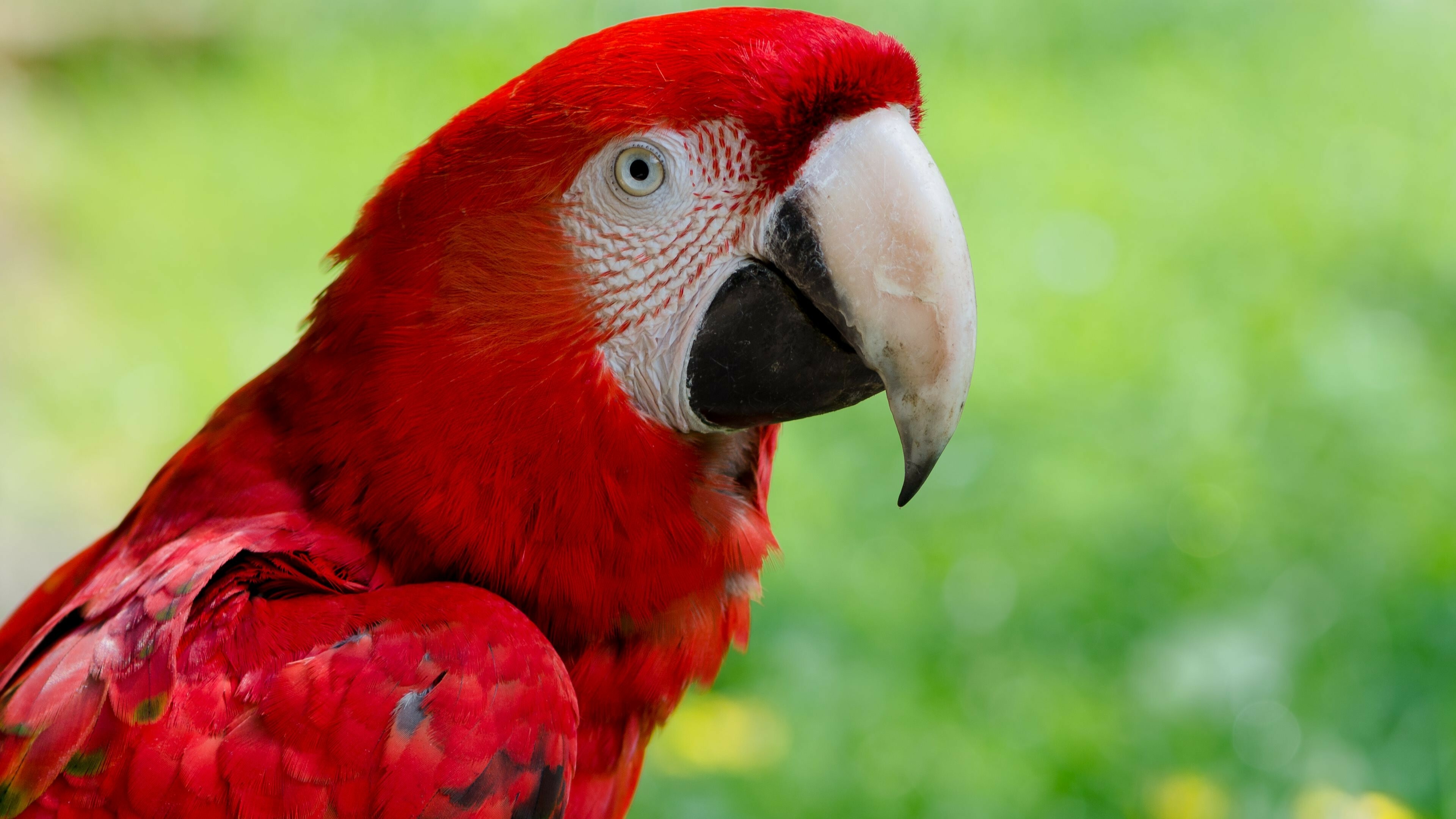 Parrot: Animals, Macaws, Nature, Closeup, Exotic birds, Feathers. 3840x2160 4K Wallpaper.