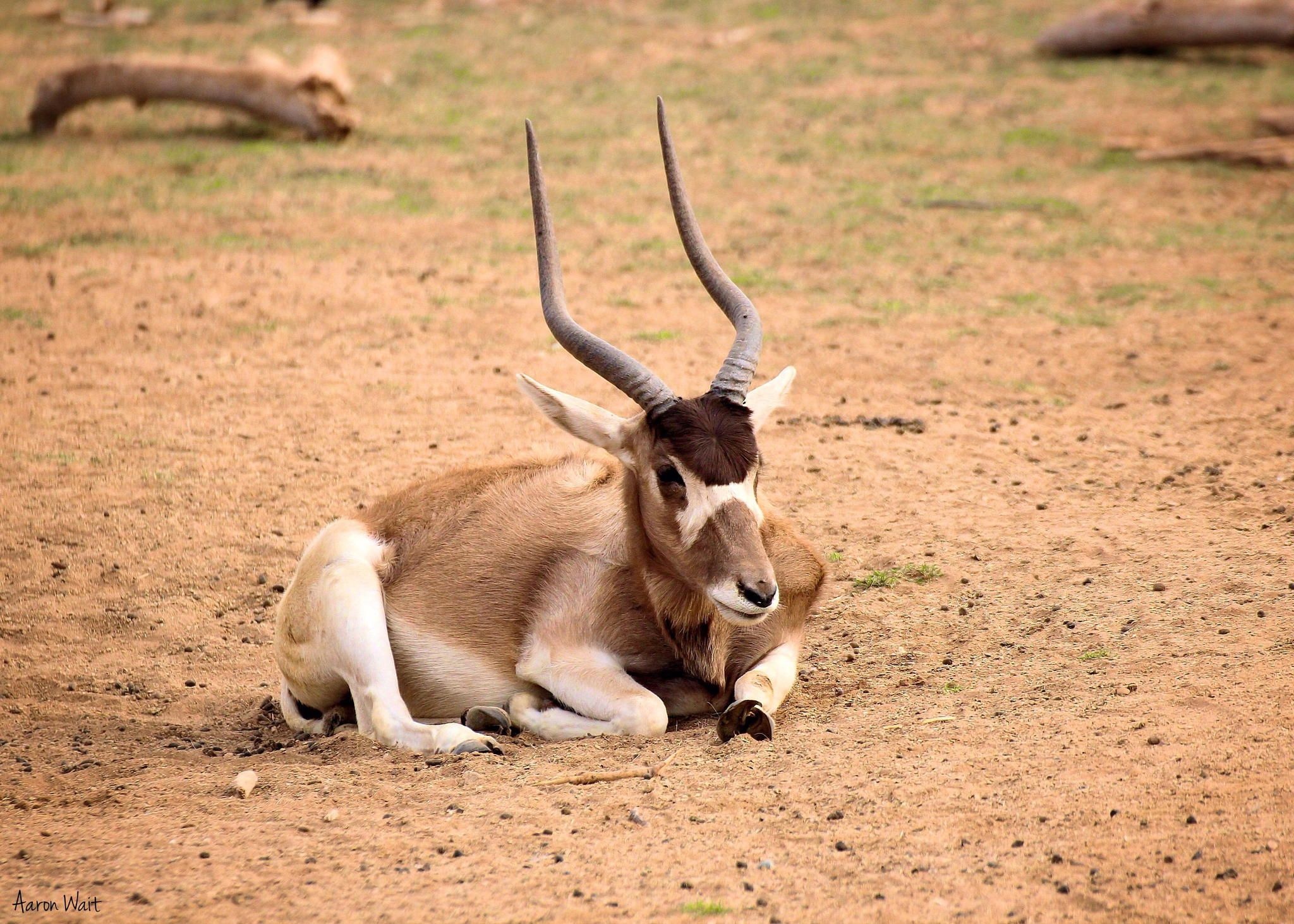 Critically endangered, Rarest antelope, Addax antelope, Wild, 2050x1470 HD Desktop