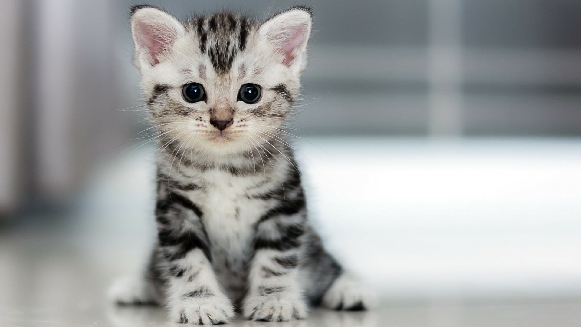 Kitten cat wallpaper, Sweet and innocent, Playful and curious, Purrfectly adorable, 1920x1080 Full HD Desktop