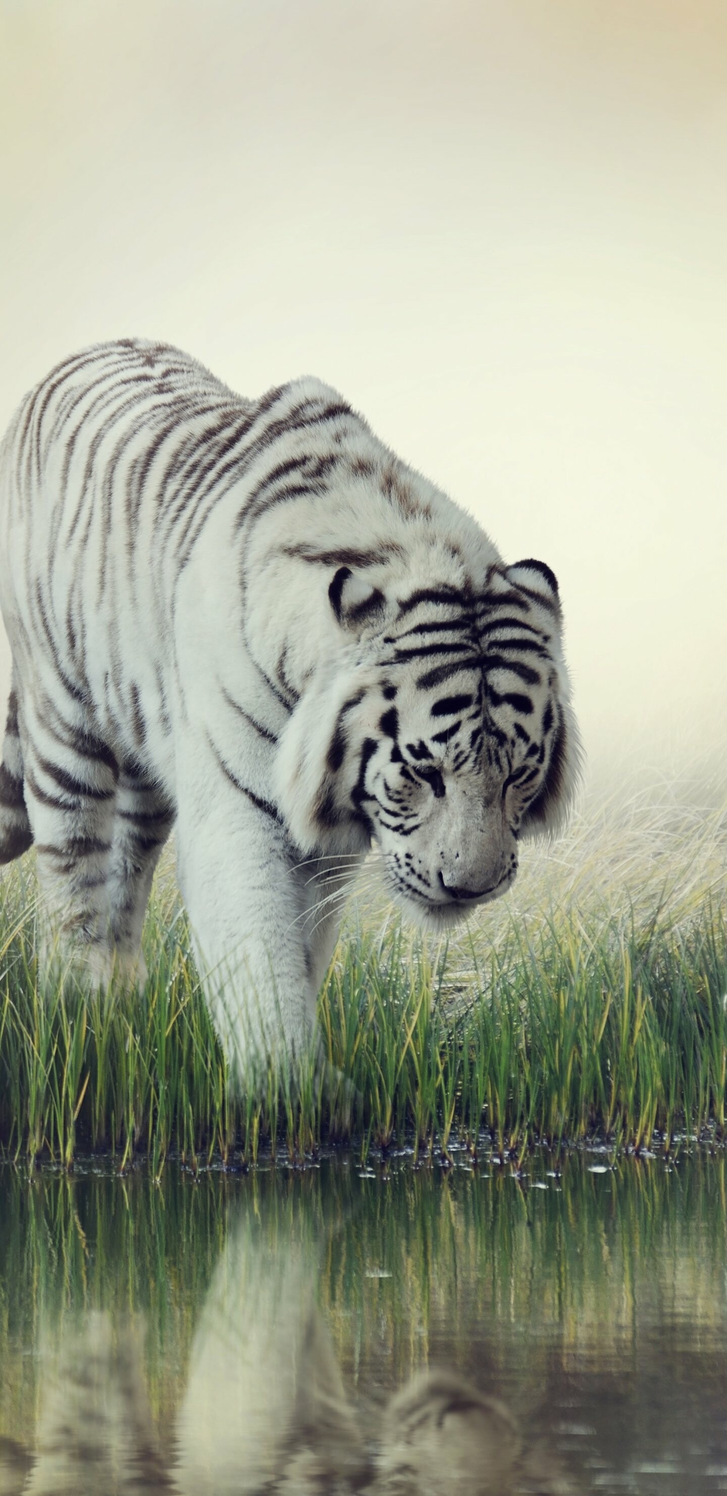 Tiger 2022, Holiday, Animal, White, 1440x2960 HD Phone