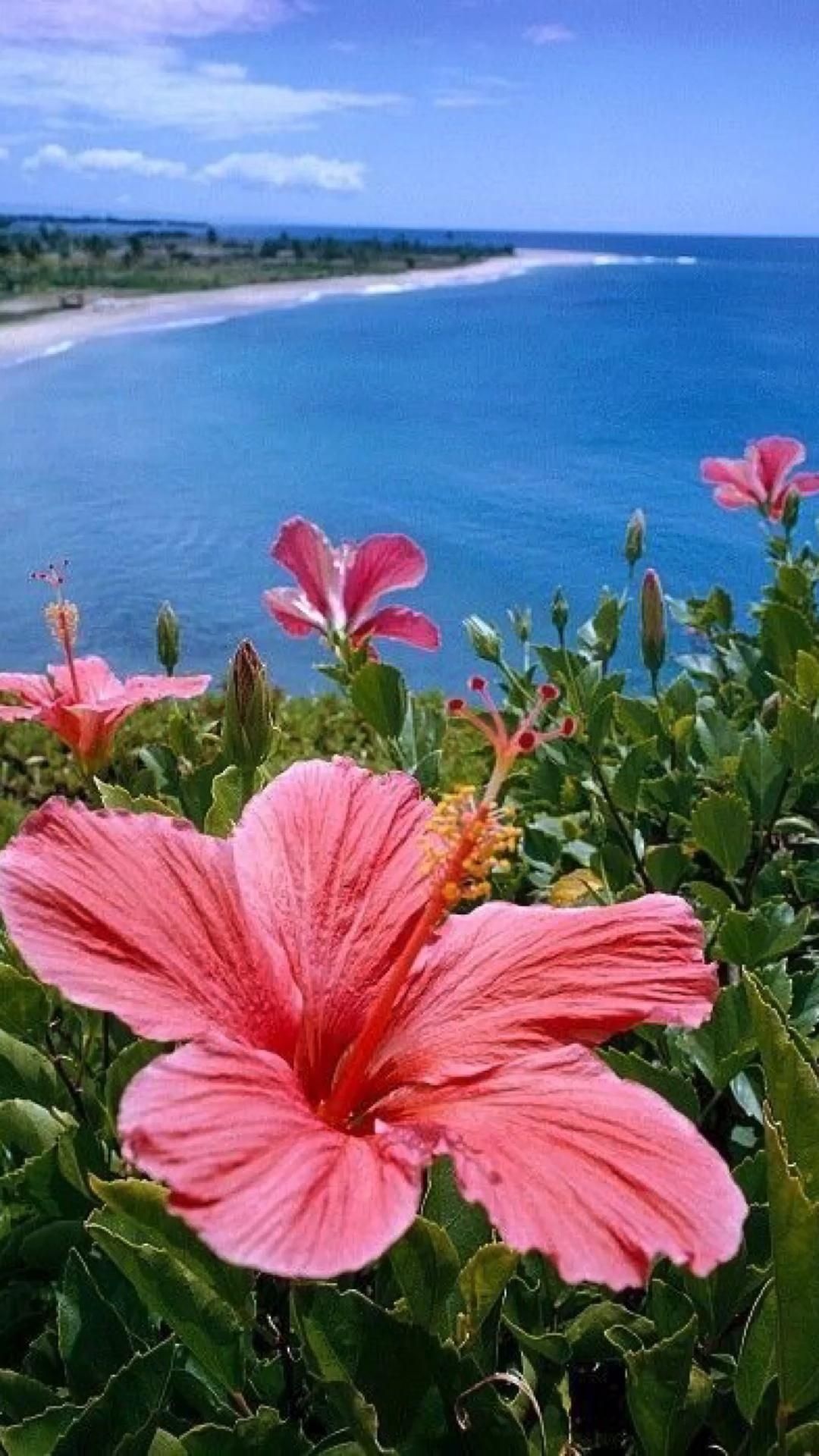 Flower arrangements, Floral beauty, Nature's wonders, Colorful blooms, 1080x1920 Full HD Phone