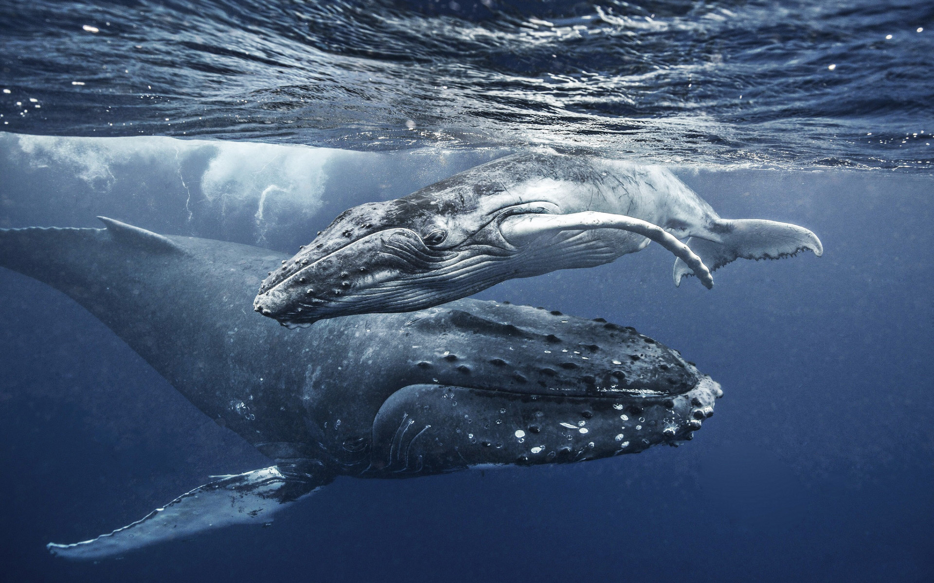 Blue Whale, Whales wildlife, Mother and cub, Underwater world, 1920x1200 HD Desktop