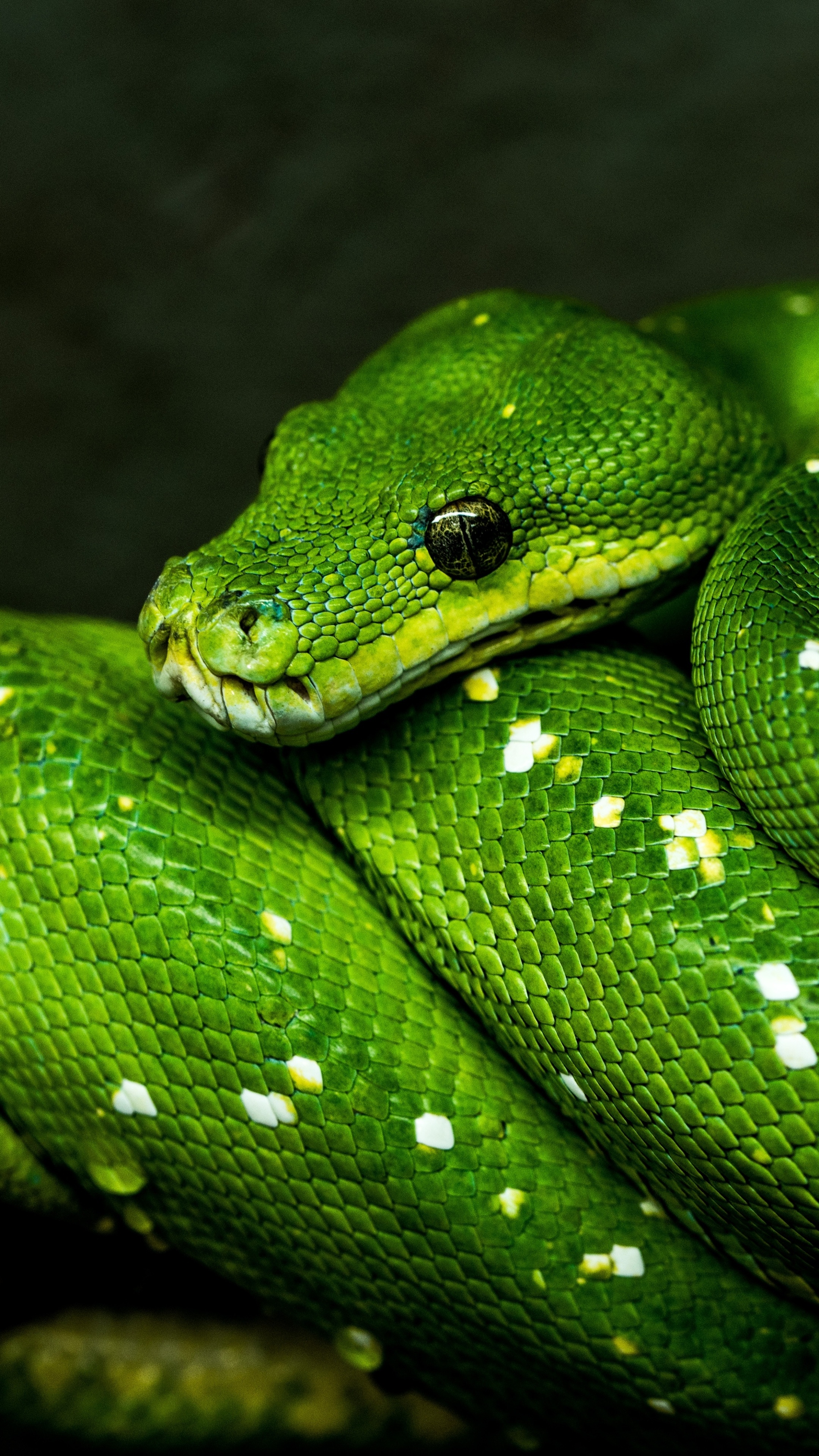 Animal python, Reptile kingdom, Serpent species, Wildlife photography, 2160x3840 4K Phone