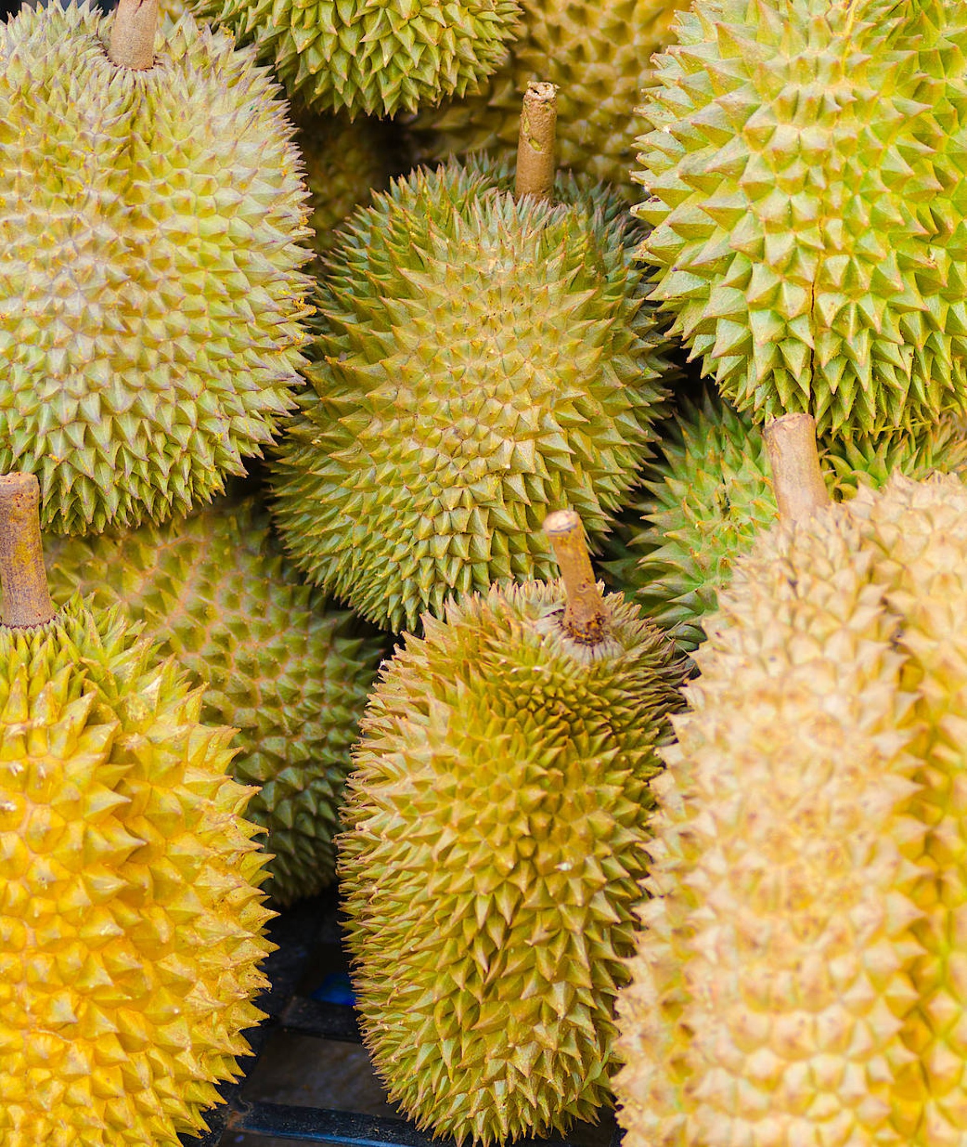 Durian: Tree of the hibiscus, or mallow, family, Malvaceae. 1900x2260 HD Background.