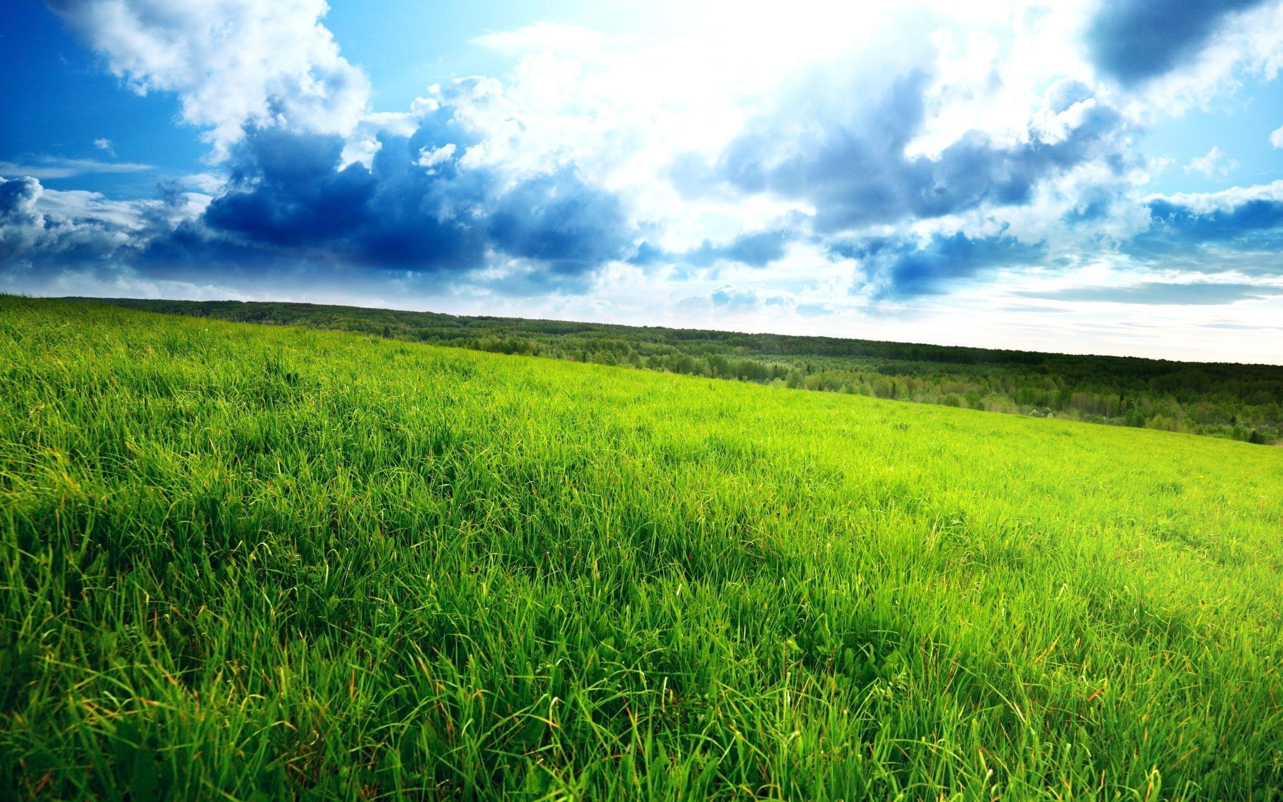 Apple wallpapers grass, Green grass, Nature backdrop, Refreshing landscape, 2560x1600 HD Desktop