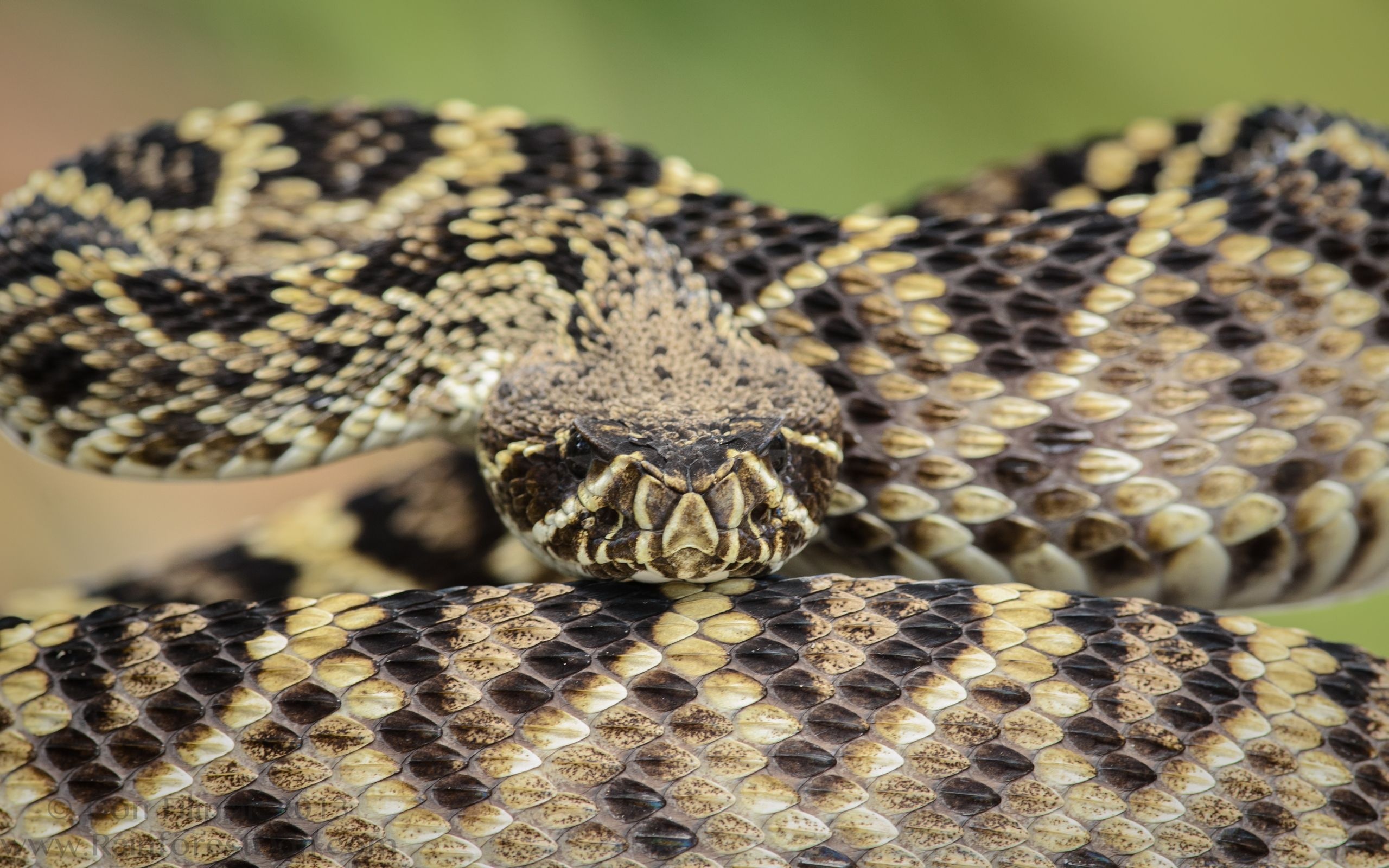 Eastern diamondback rattlesnake, Desktop wallpaper, Wildlife-inspired design, Serpent motif, 2560x1600 HD Desktop