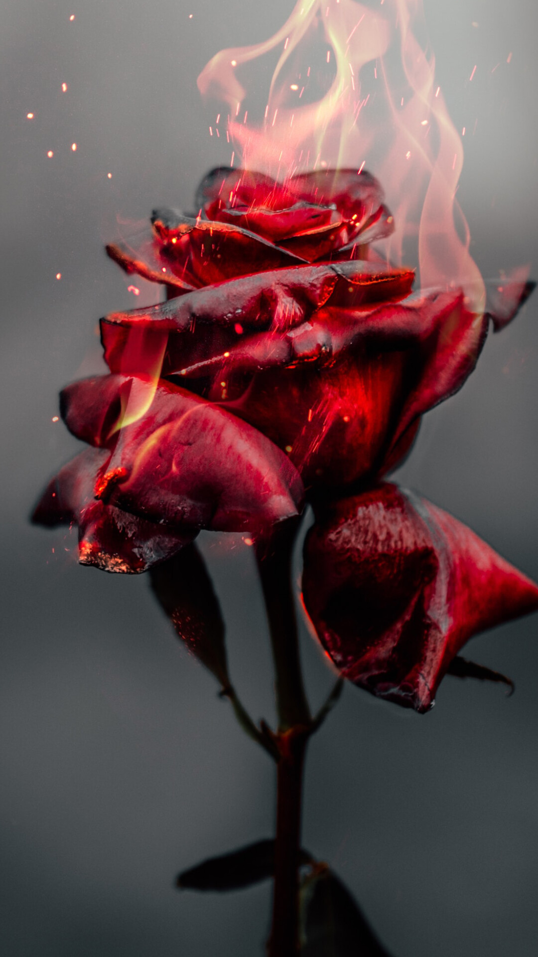 Rose: Roses from different regions of the world hybridize readily, giving rise to types that overlap the parental forms, and making it difficult to determine basic species. 1080x1920 Full HD Wallpaper.