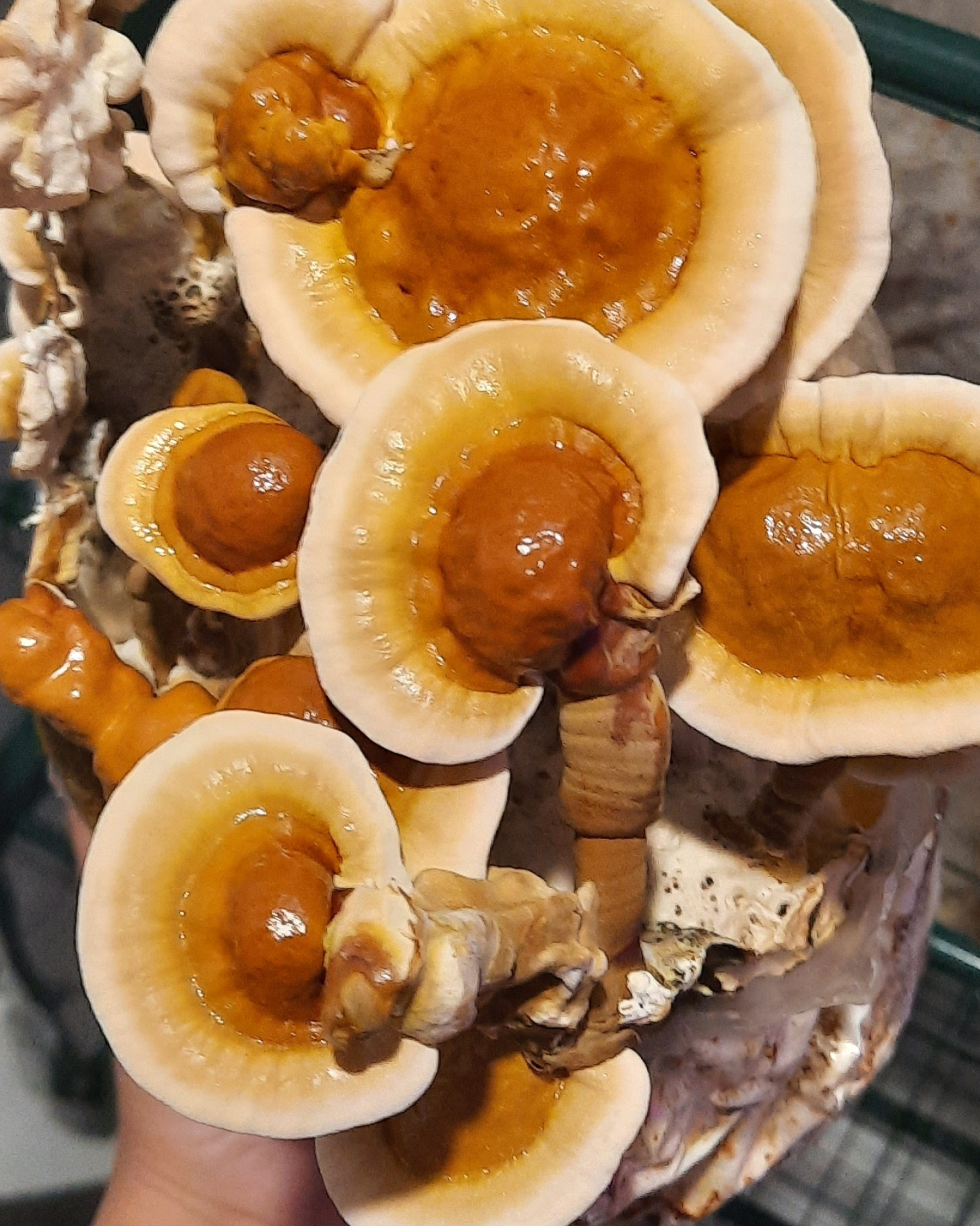 Reishi Mushrooms, Australian conks, Fruiting greenhouse, Liquid culture, 1800x2250 HD Handy