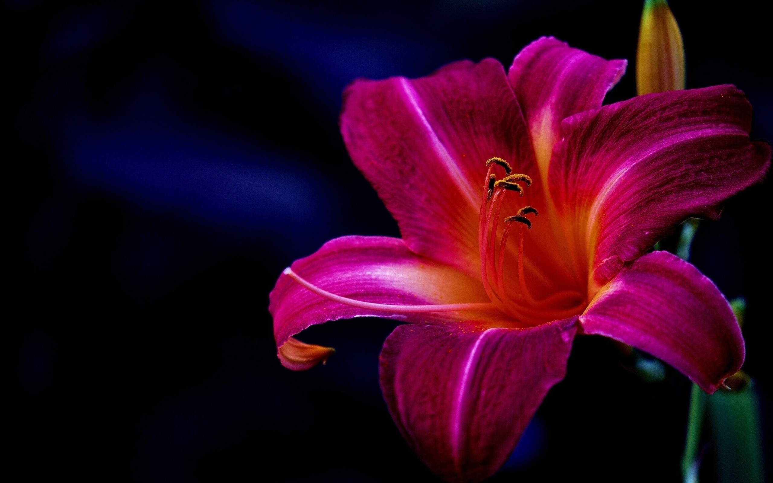 Lily: Most species are native to the northern hemisphere and their range is temperate climates and extends into the subtropics, Petals. 2560x1600 HD Wallpaper.