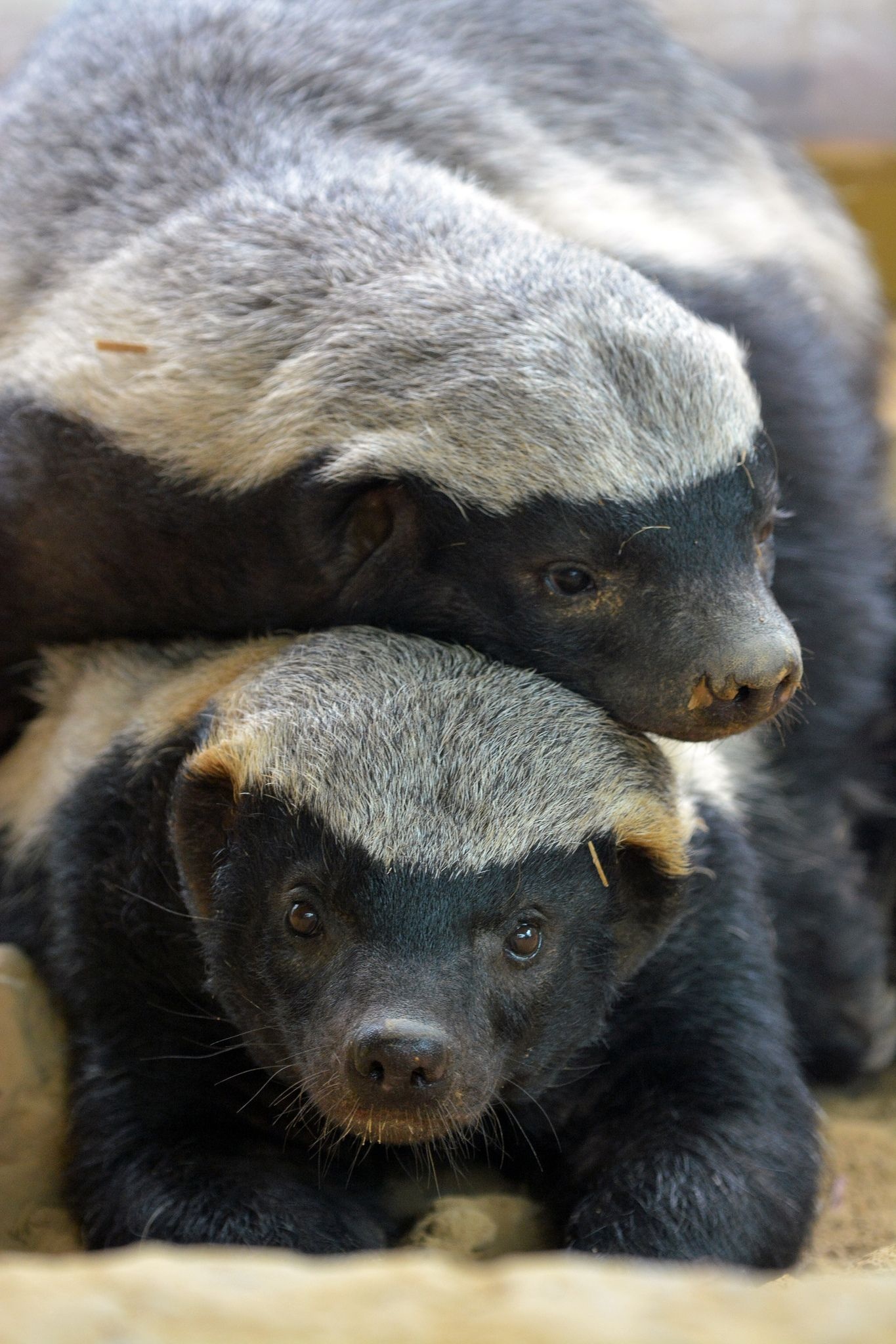 Adorable baby badger, Honey badger references, Peepsburgh wildlife, 1370x2050 HD Handy