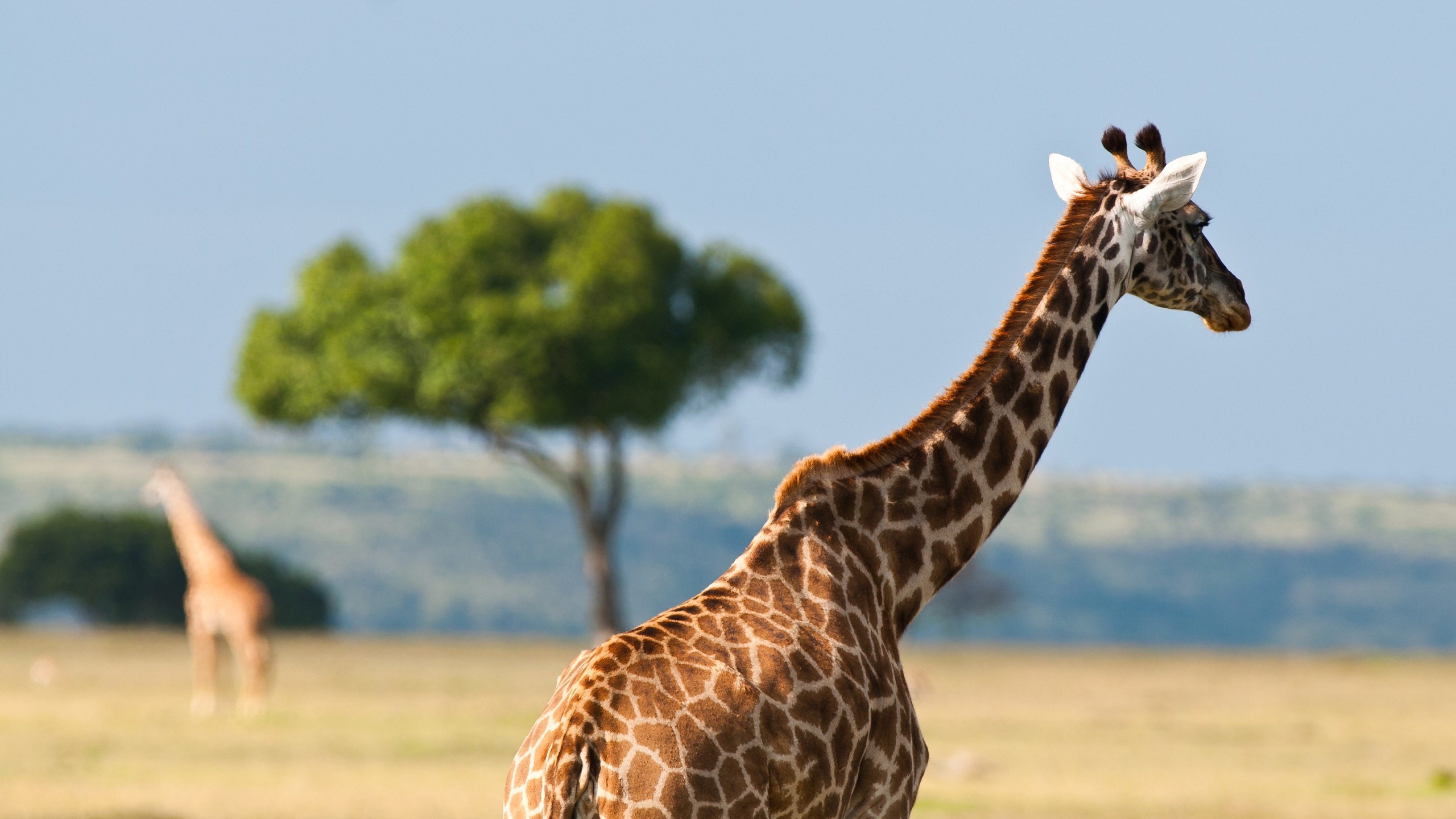 Giraffe: Africa, Desert, Nature, The tallest mammal in the world. 3840x2160 4K Wallpaper.