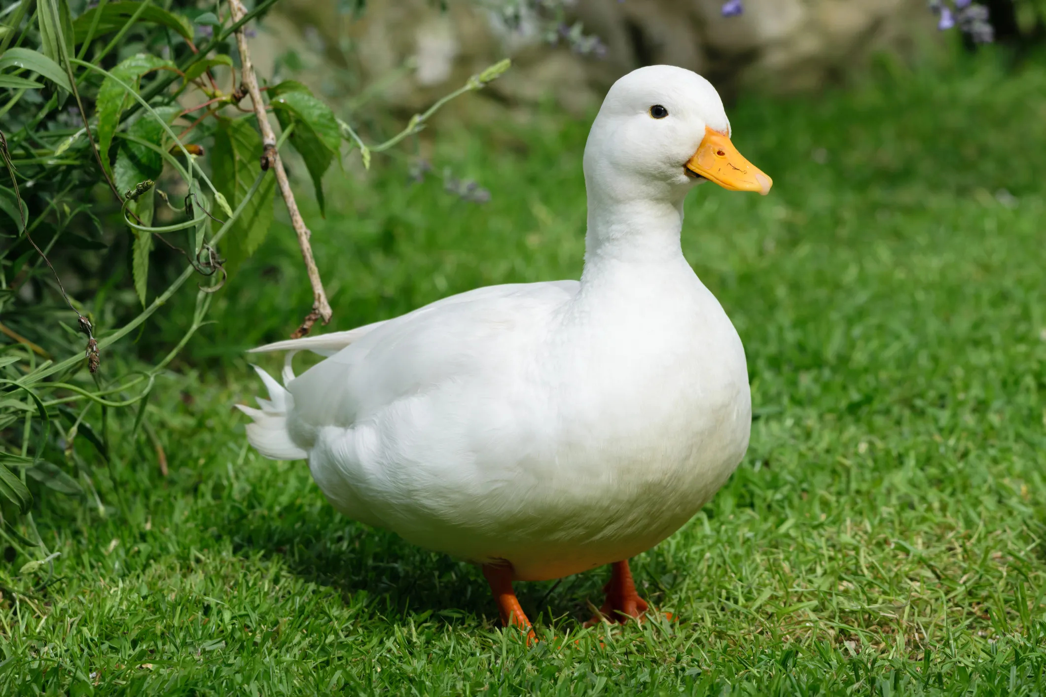 Duckkeeping tips, Beginner's guidance, Raising ducks, Proper care, 2130x1420 HD Desktop